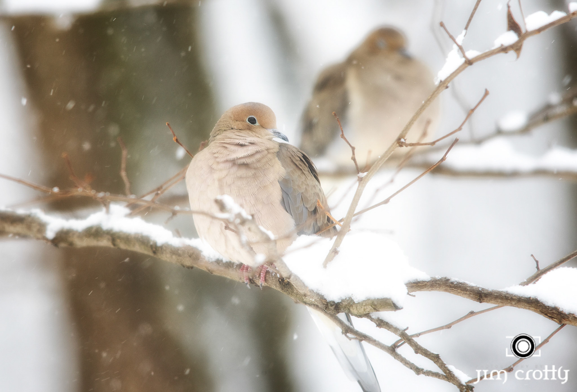 Mourning Doves in Snow
