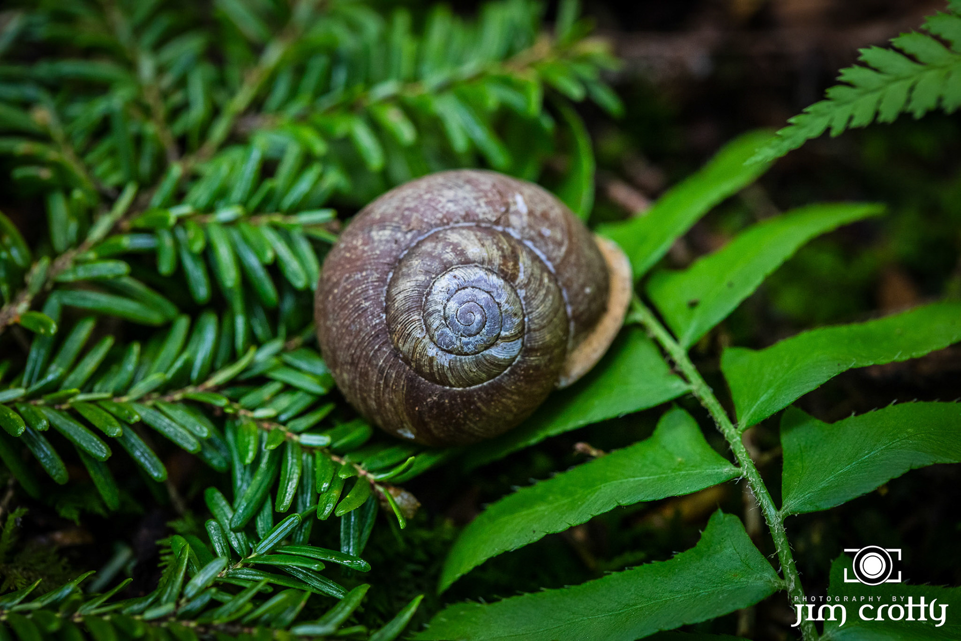 Nature, landscape, and Northern Light Images Captured in Hocking Hills, Ohio by Jim Crotty