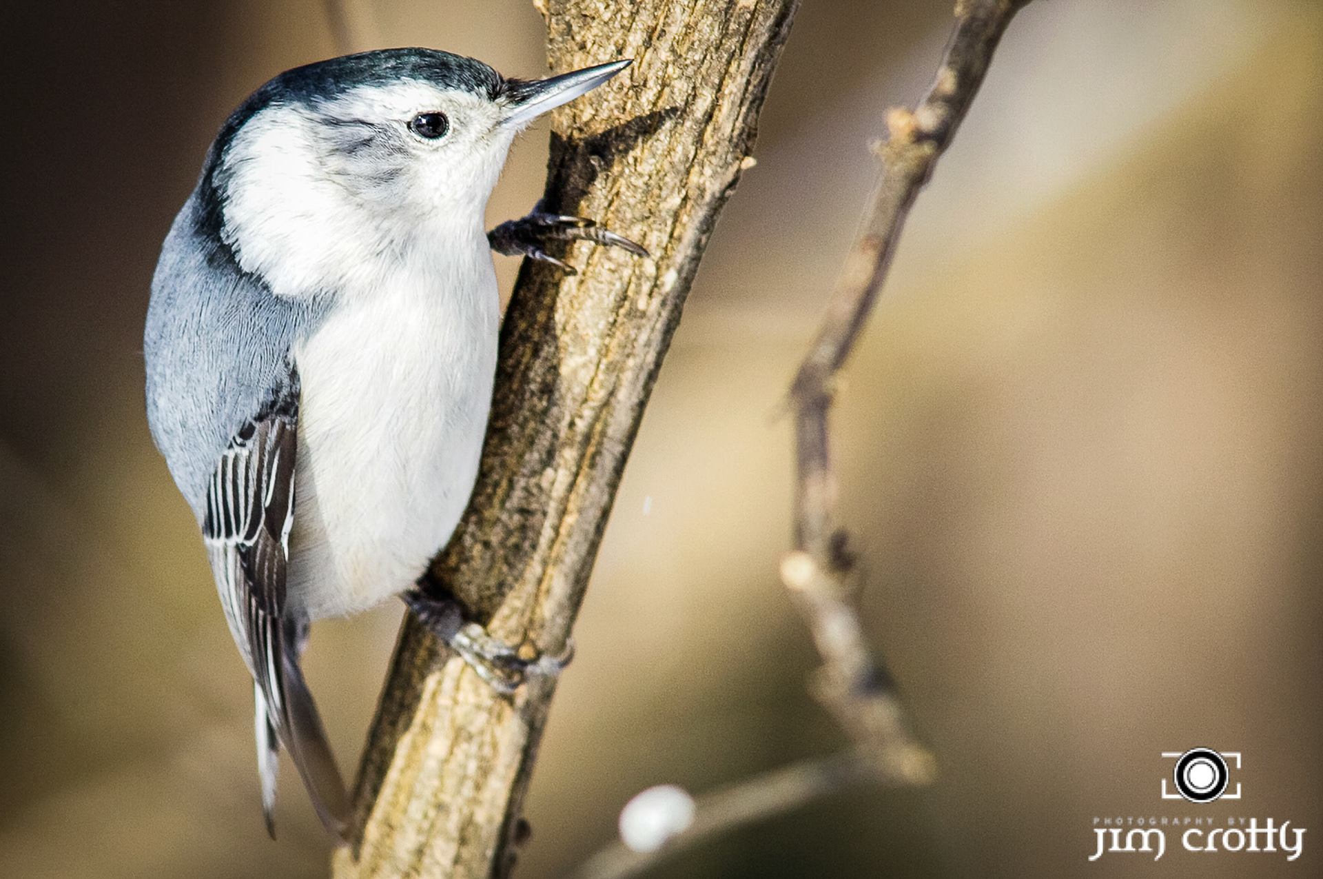 Avian Photography by Jim Crotty