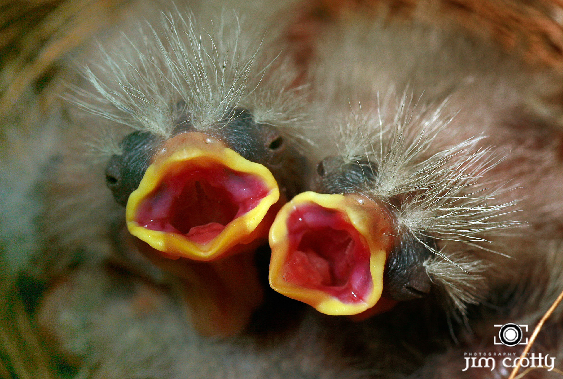 Baby House Finches in nest photographed by Jim Crotty in Kettering Ohio. Image was chosen for first place in the professional category of the 2006 National Wildlife Magazine Photography Contest