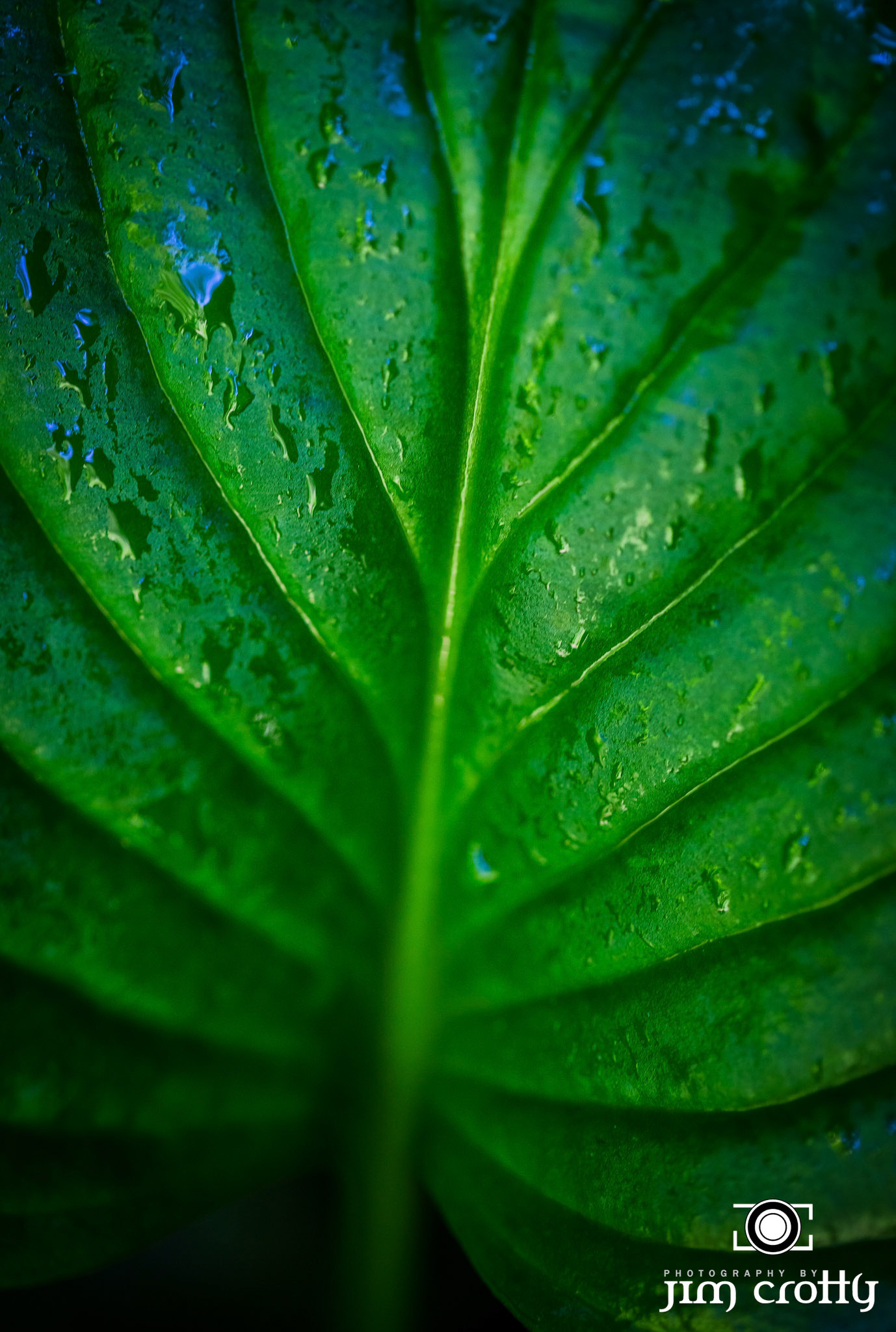 Nature, landscape, and Northern Light Images Captured in Hocking Hills, Ohio by Jim Crotty