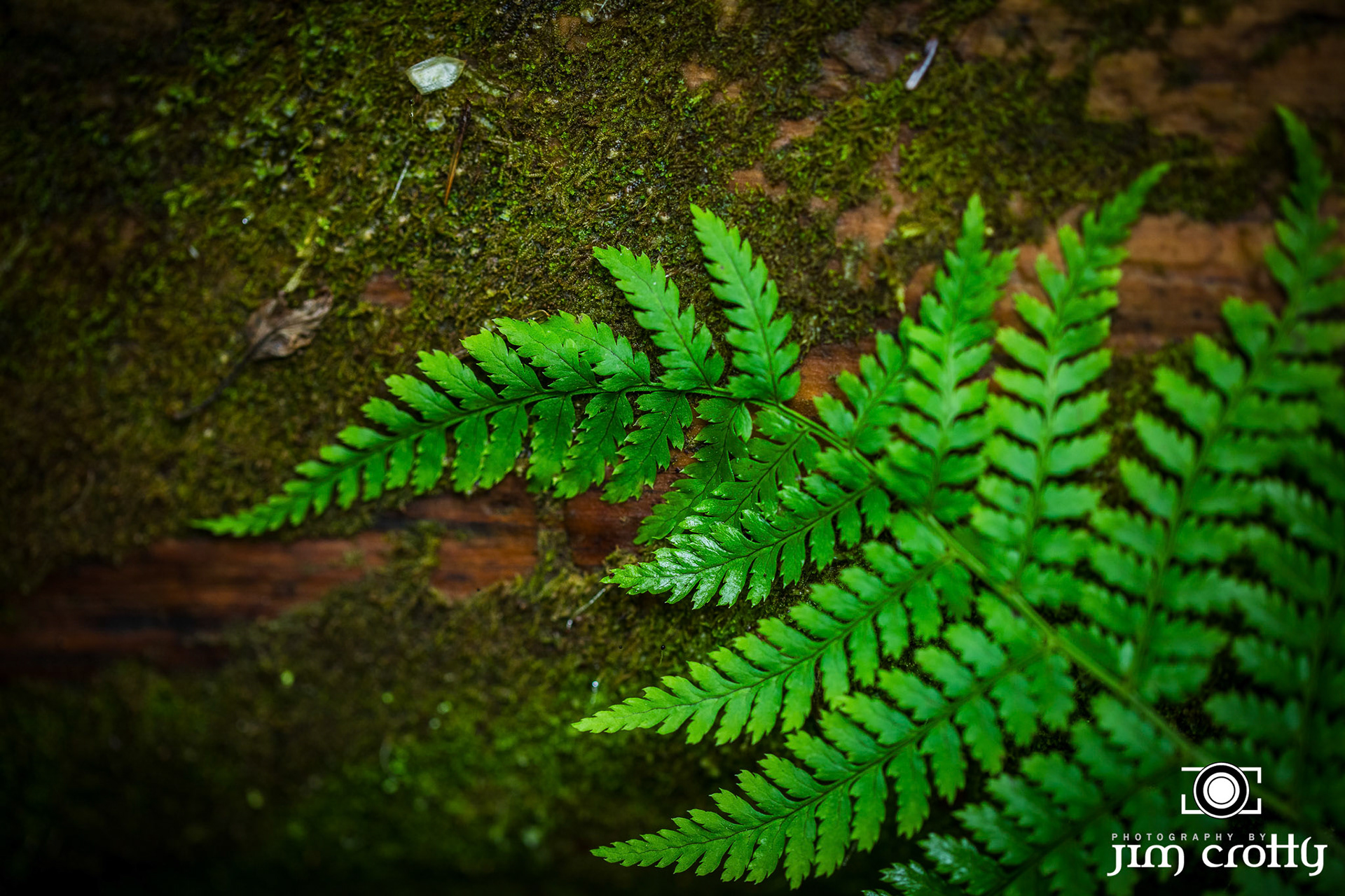 Nature, landscape, and Northern Light Images Captured in Hocking Hills, Ohio by Jim Crotty