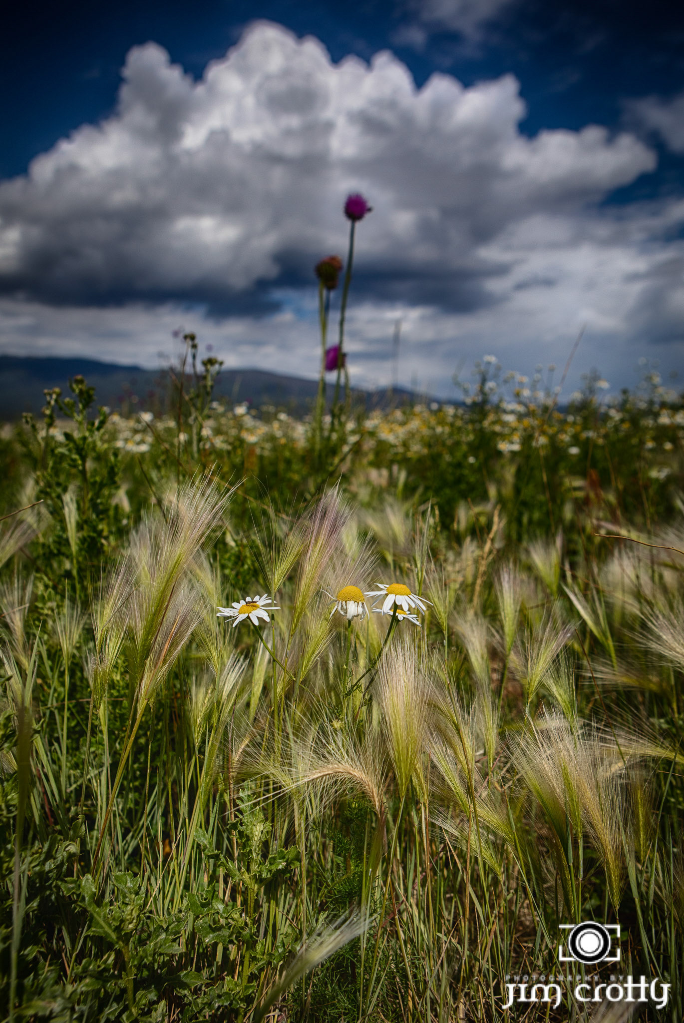 Meadow grass, flowers, and sky at Eagle Nest Lake, New Mexico by Jim Crotty