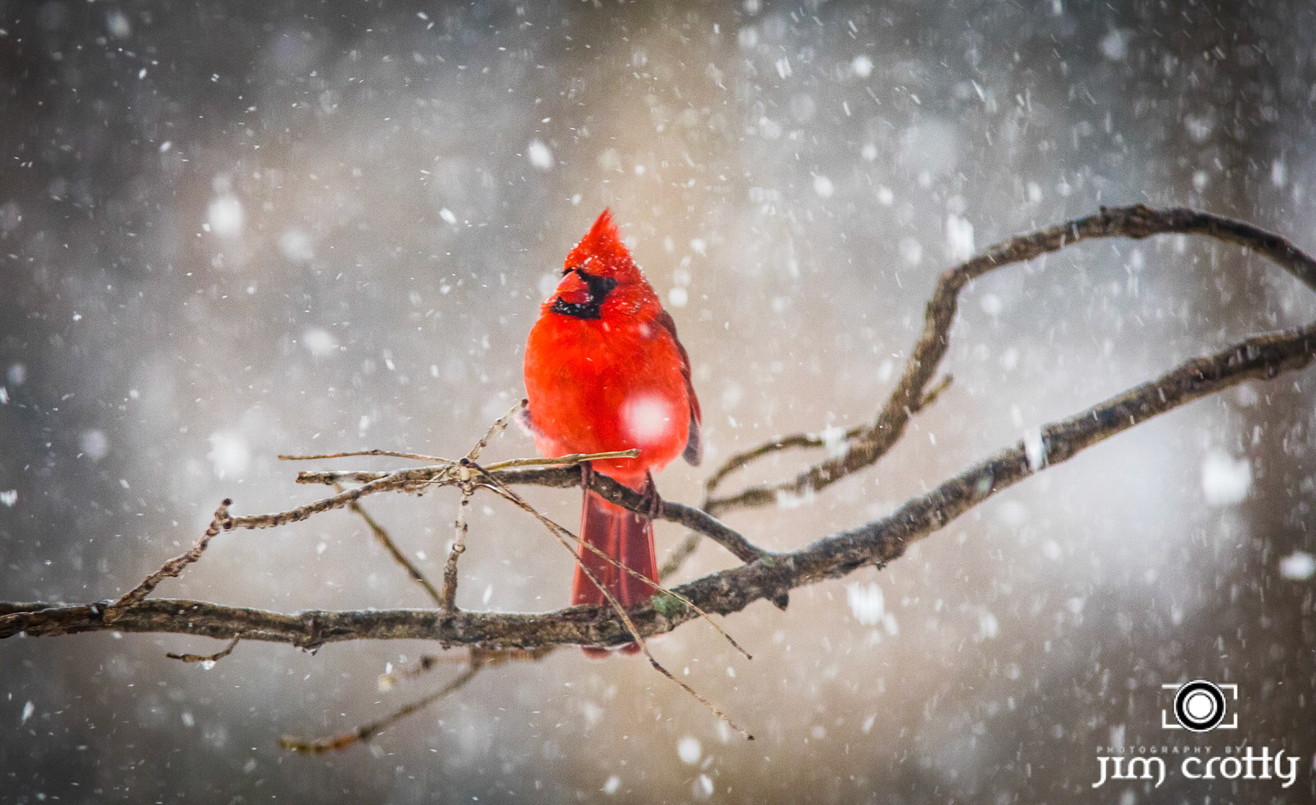 Male Cardinal in February Snow by Jim Crotty