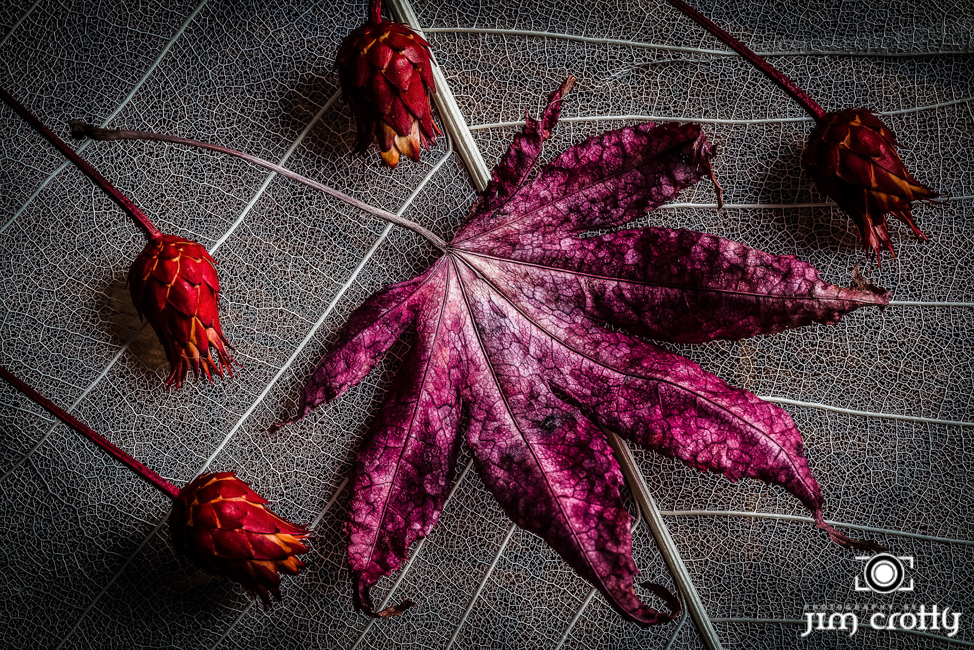Still life natural subjects in winter window light by Jim Crotty