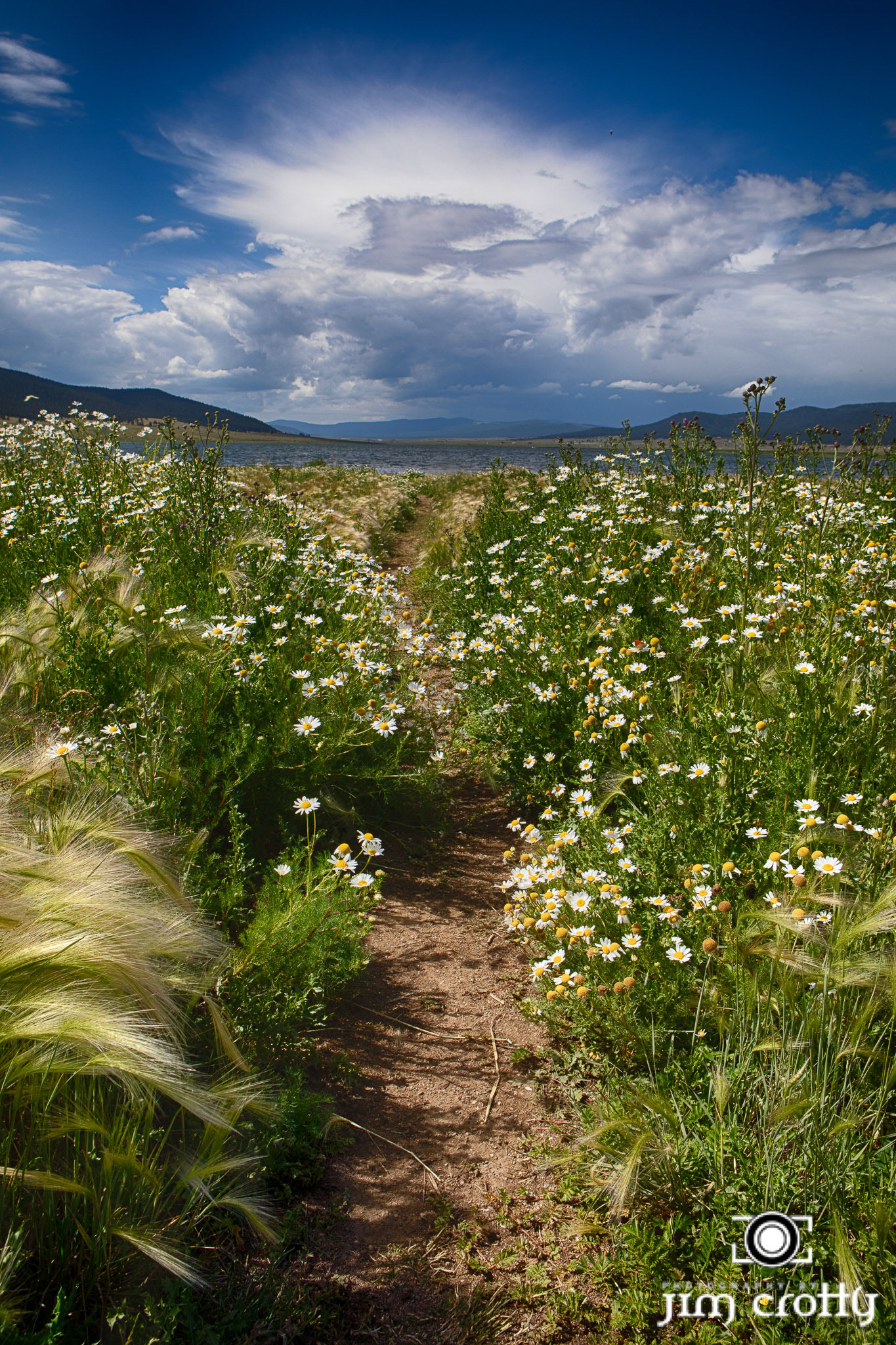 Meadow grass, flowers, and sky at Eagle Nest Lake, New Mexico by Jim Crotty