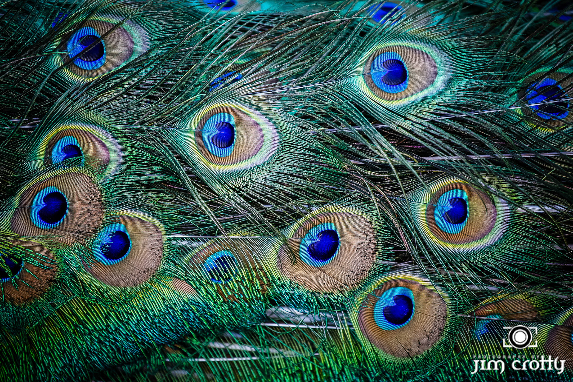 commercial photography sampleAvian Photography by Jim Crotty