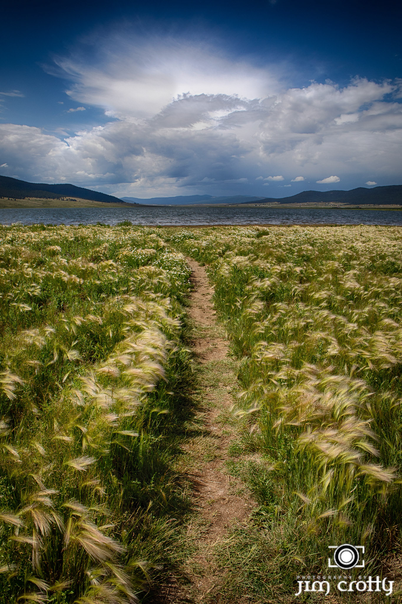 Meadow grass, flowers, and sky at Eagle Nest Lake, New Mexico by Jim Crotty