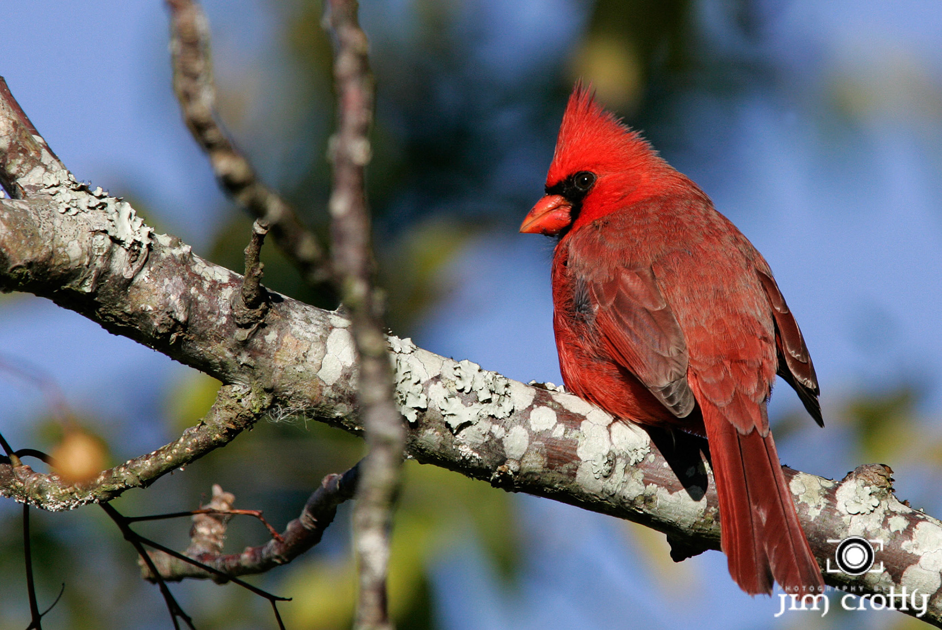 Avian Photography by Jim Crotty