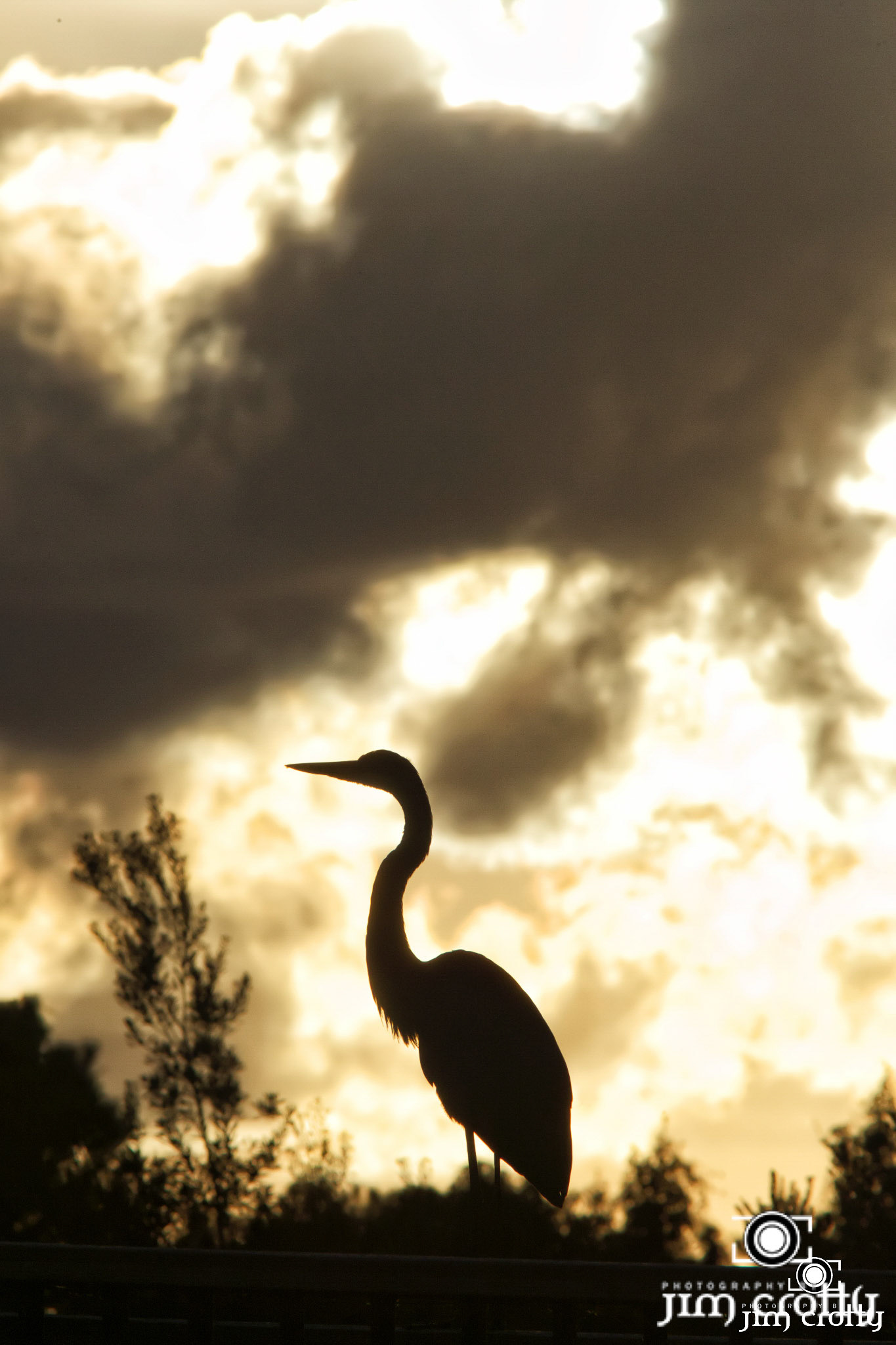 Great Blue Heron silhouetted by sunset sky over Hilton Head Island on September 25 2012 by Photographer Jim Crotty
