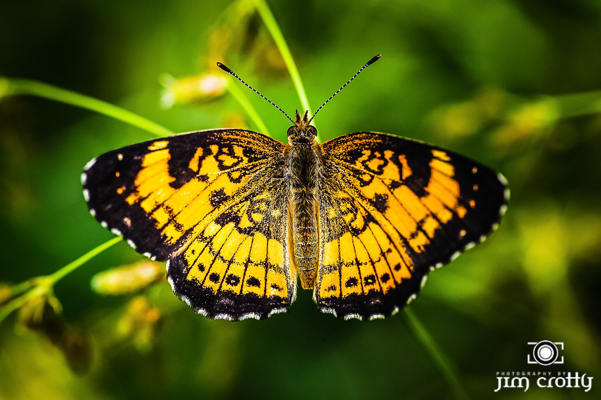 June 1 2018 in Bill Yeck Park in Centerville Ohio by Jim Crotty