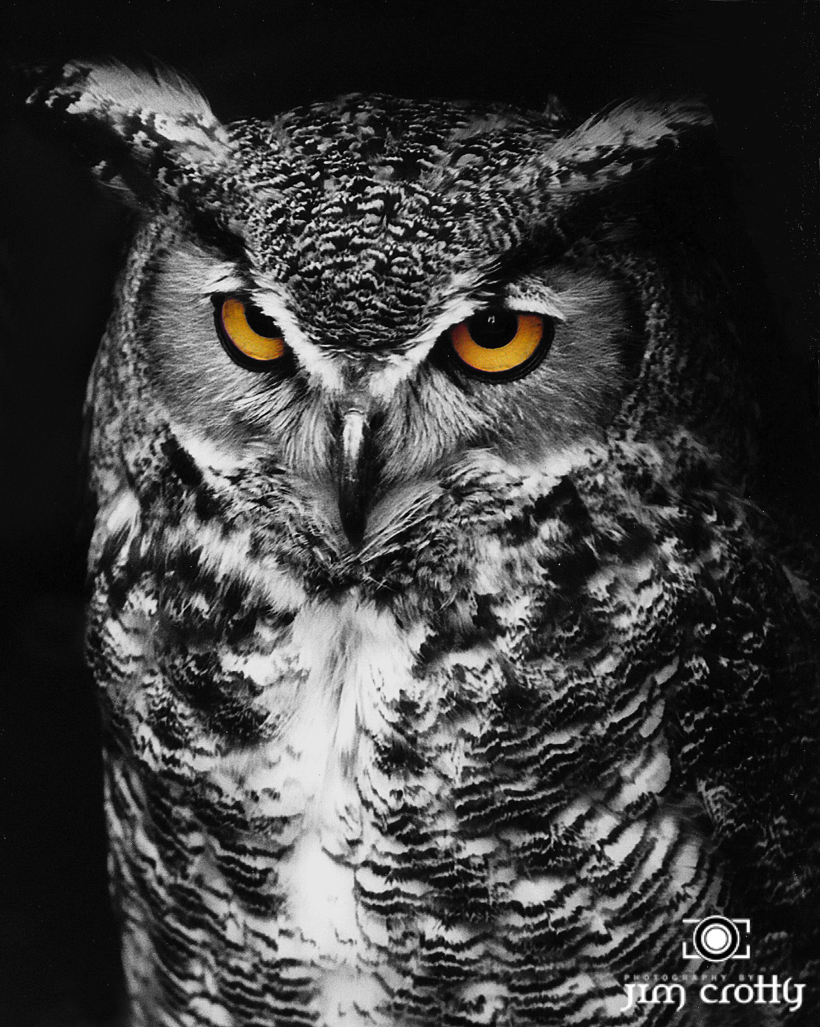 Great Horned Owl Spot Color Black and White by Jim Crotty