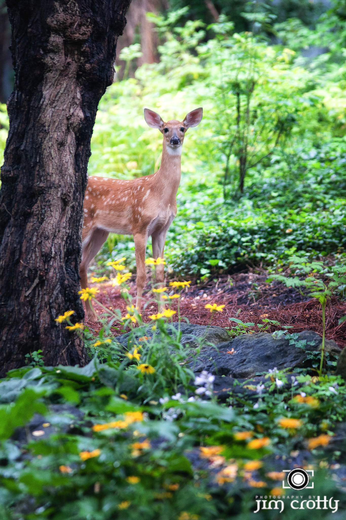 White-tailedDeer