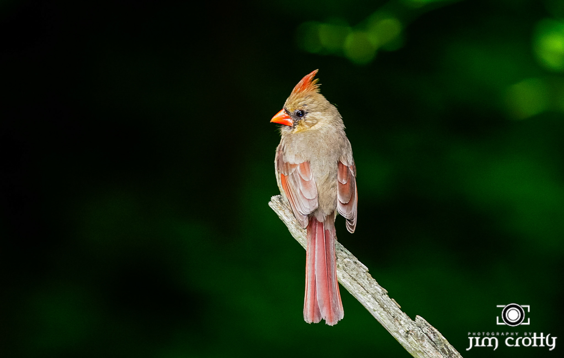 female cardinal photographed by Jim Crotty in Hocking Hills State Park OhioAvian Photography by Jim Crotty