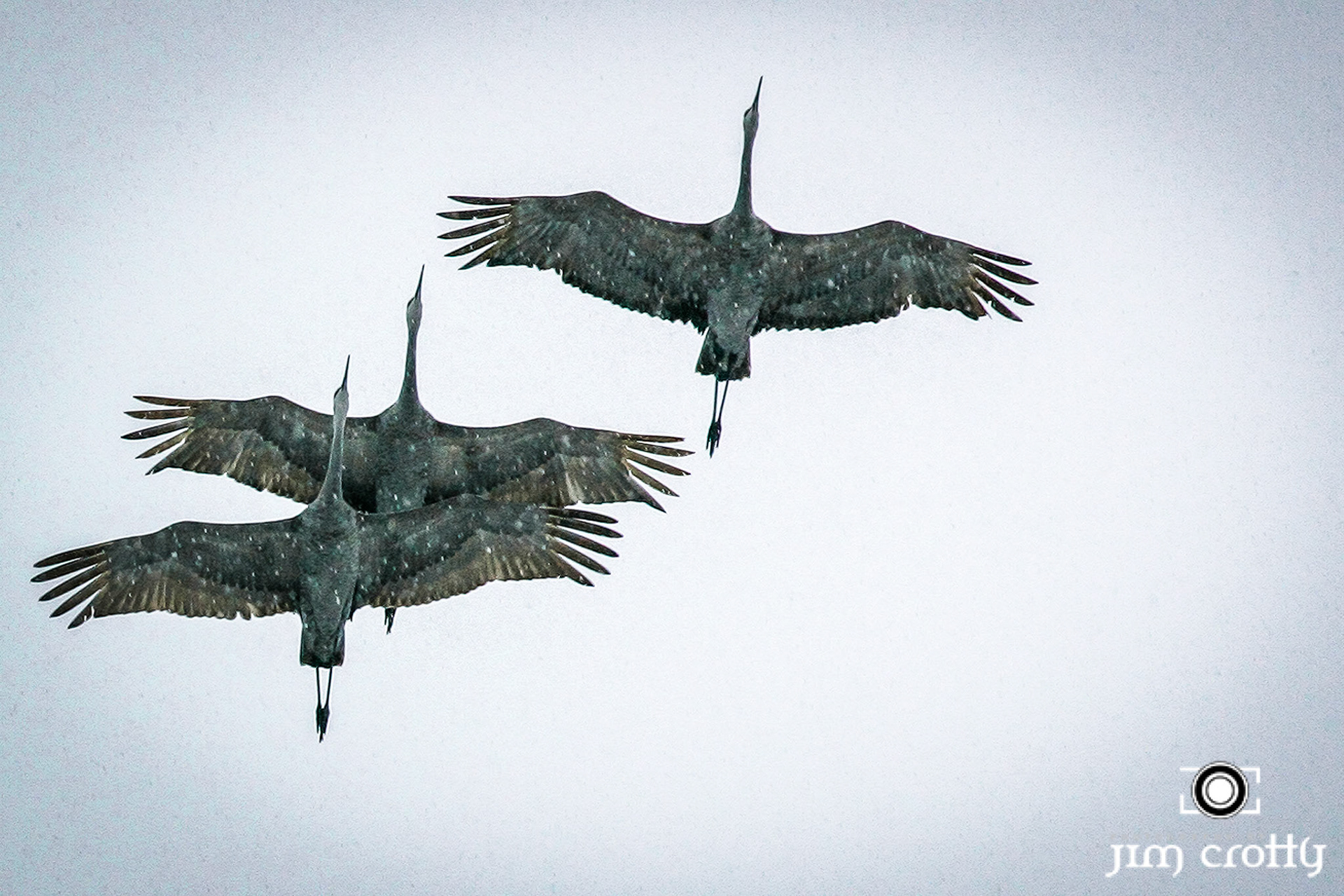 Avian Photography by Jim Crotty