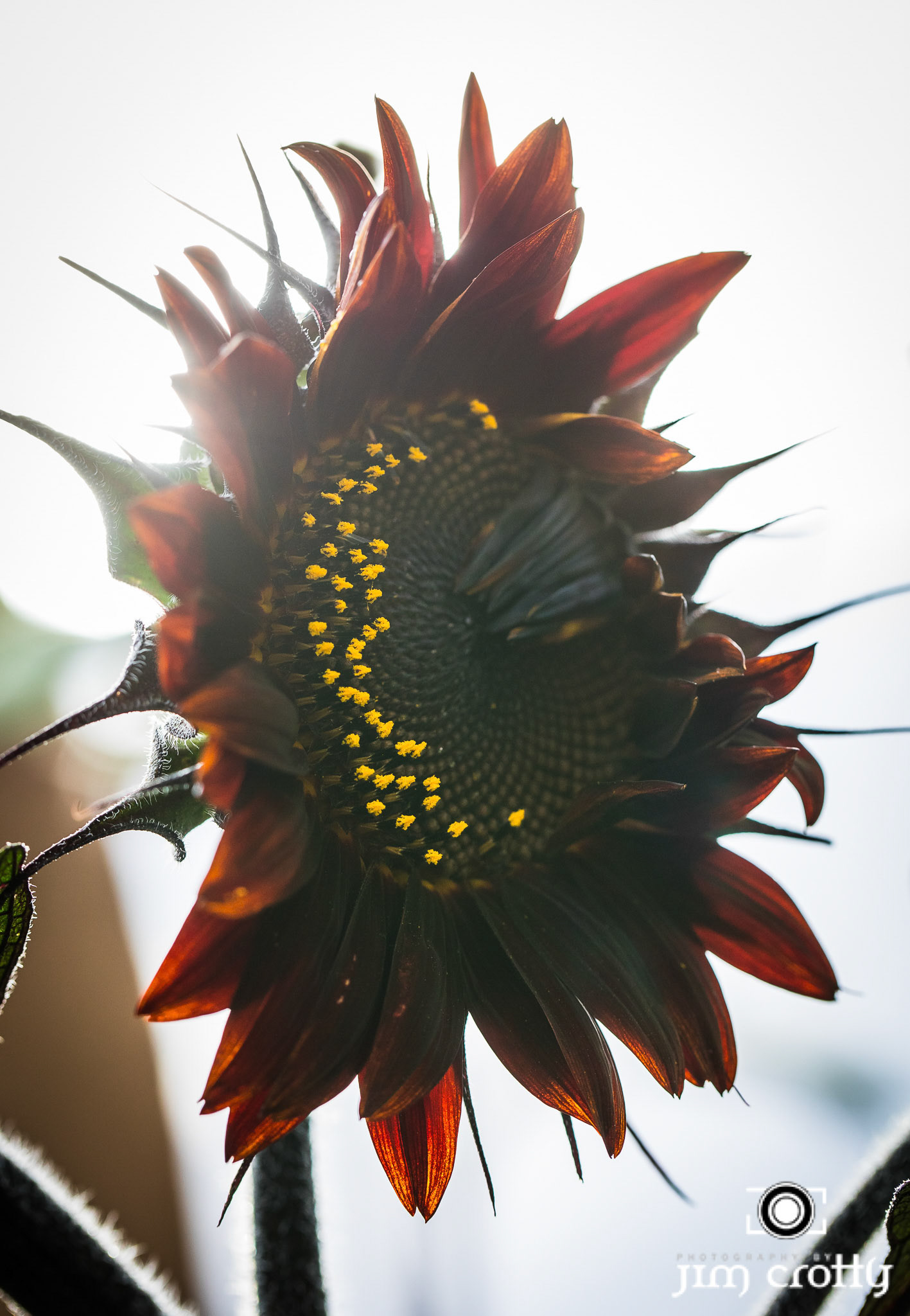 Sunflowers in church garden in Taos, New Mexico