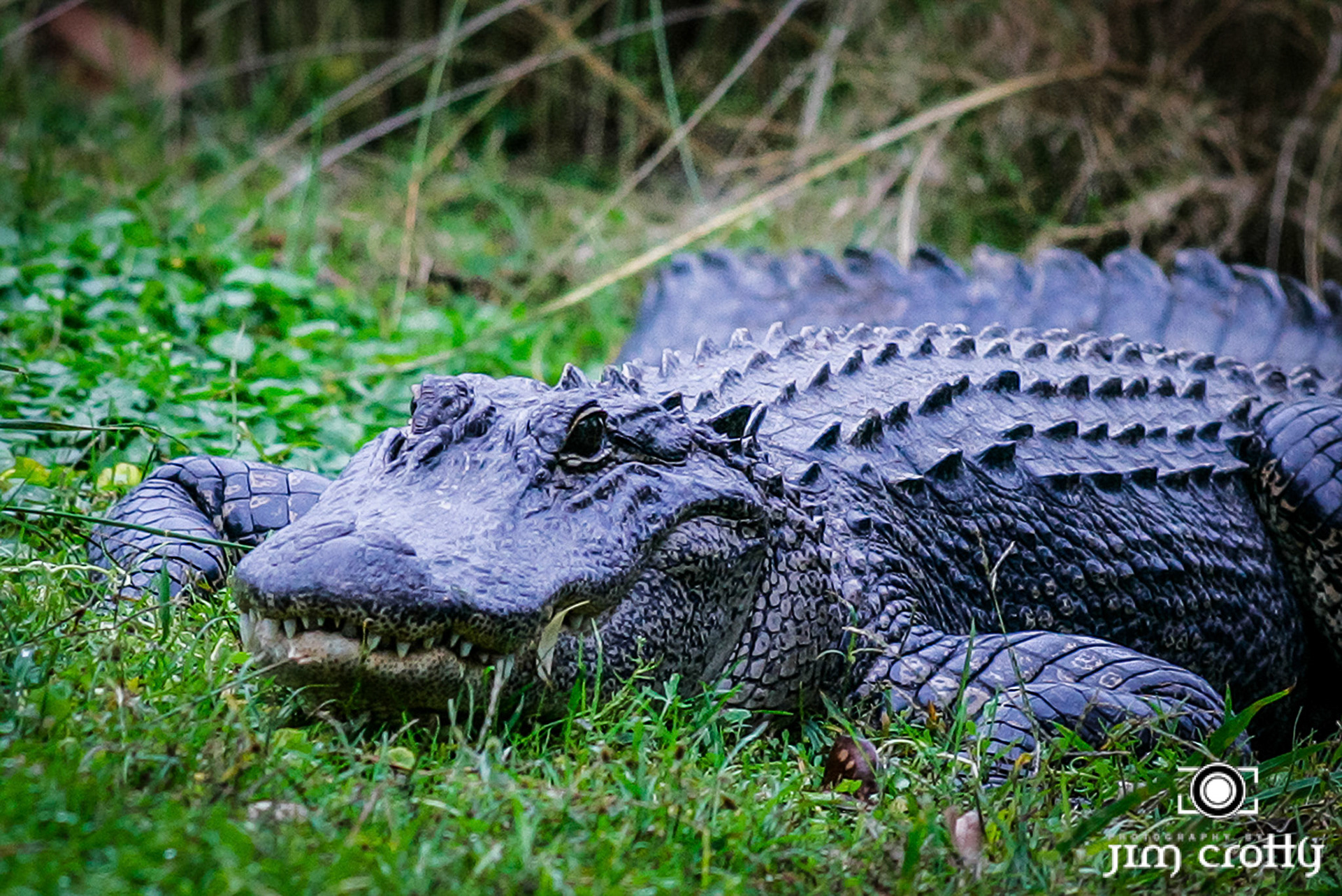 Wildlife Photography by Jim Crotty