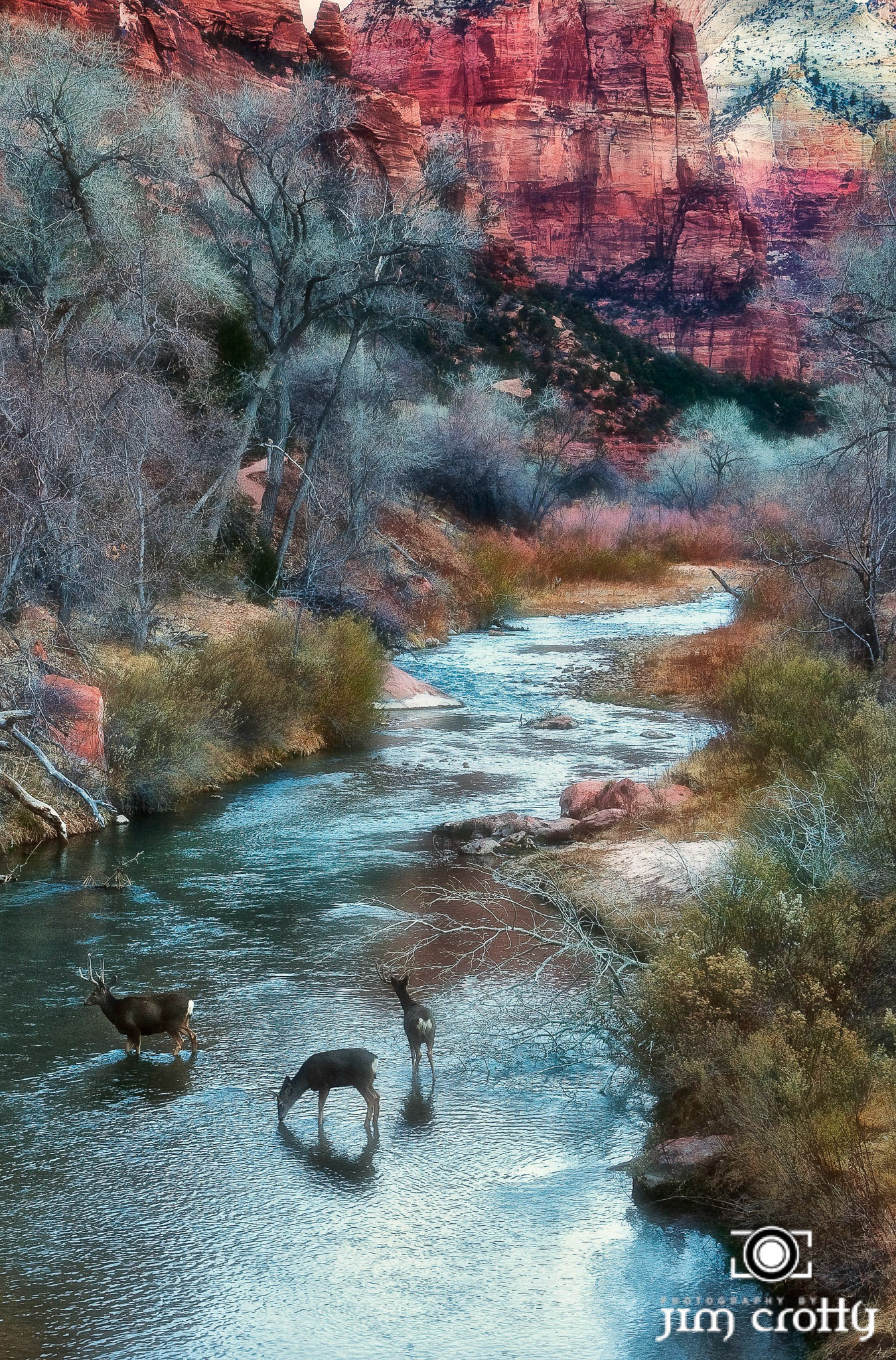 January morning along the VIrgin River in Zion National Park Utah by Jim Crotty