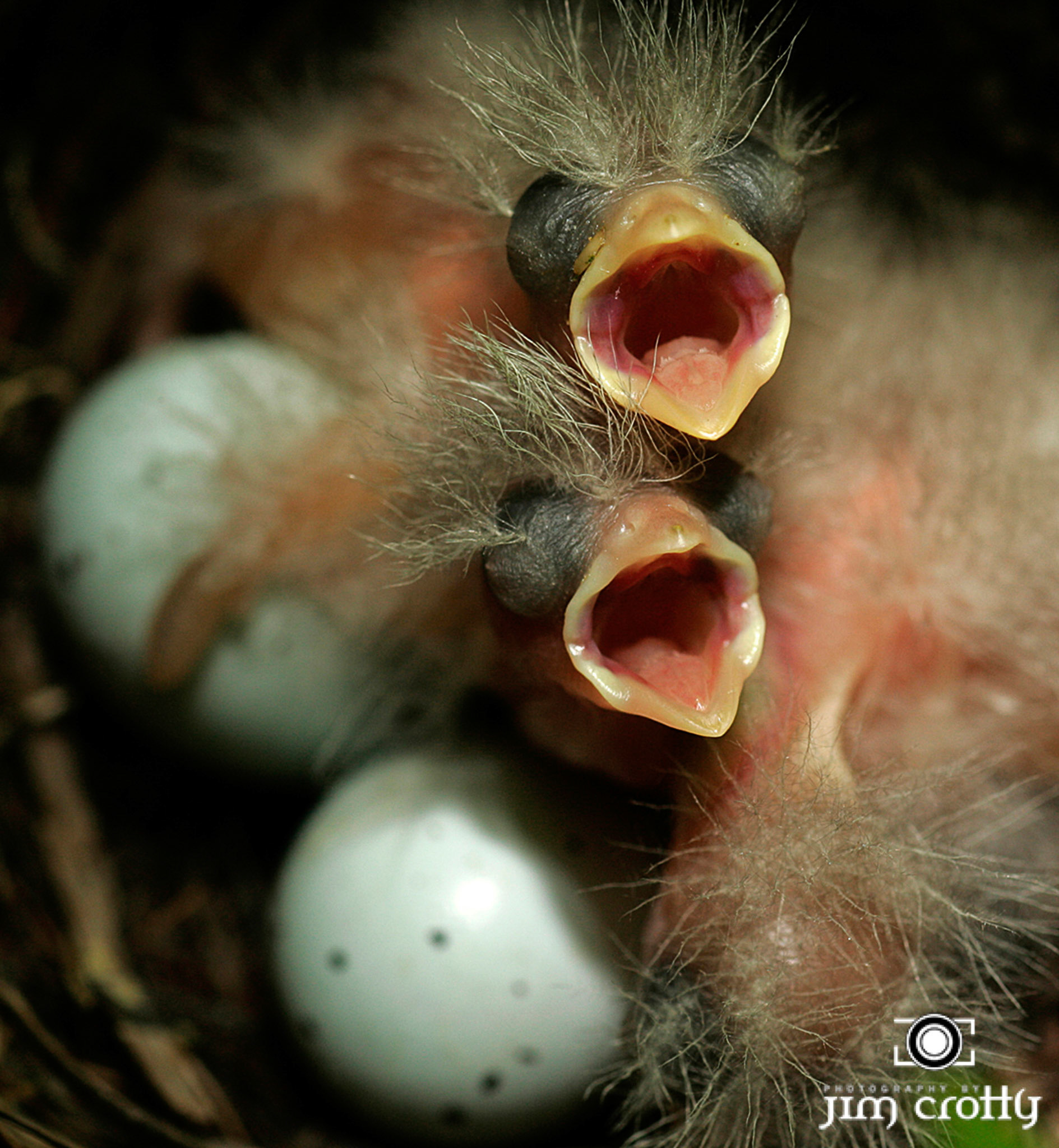 House Finch nest photographed by Jim Crotty in Kettering OhioAvian Photography by Jim Crotty