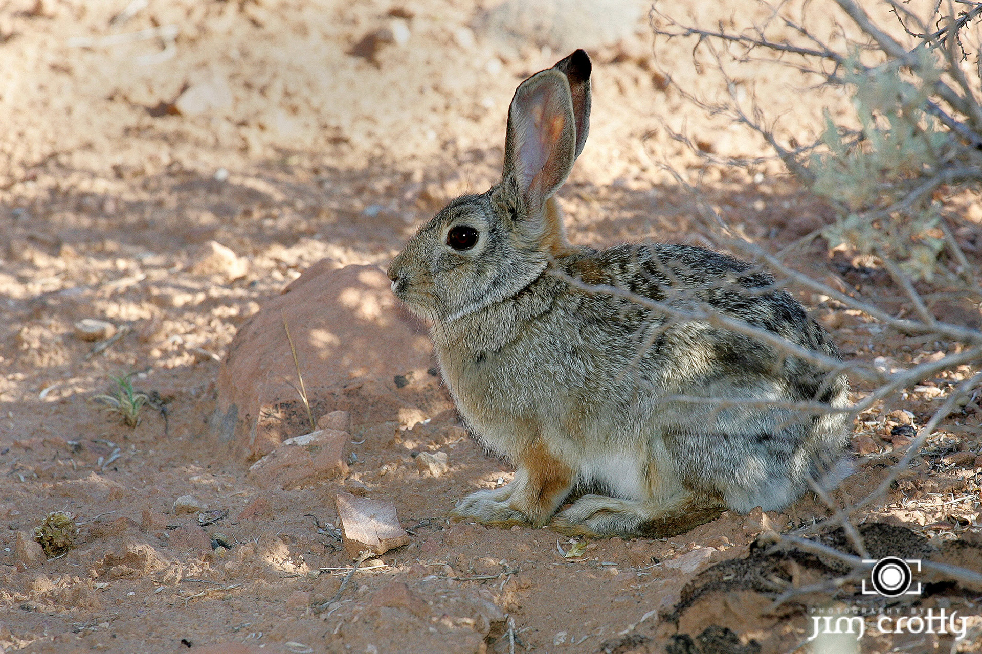 Desert Cottontail Rabbit in Colorado National Monument photographed by Jim Crotty