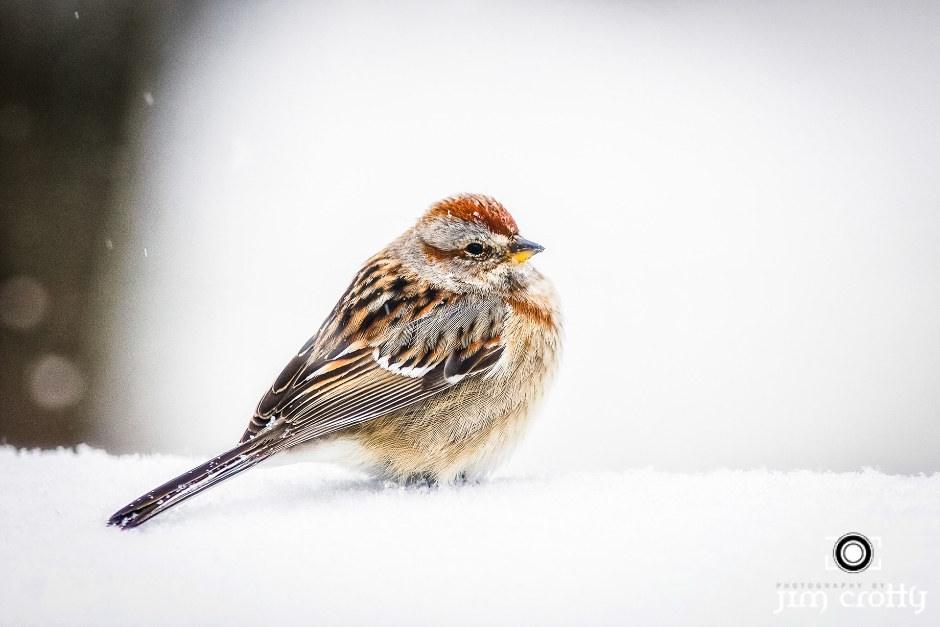 Fox Sparrow in snow on Raptor Ridge March 2 2014 by Jim Crotty