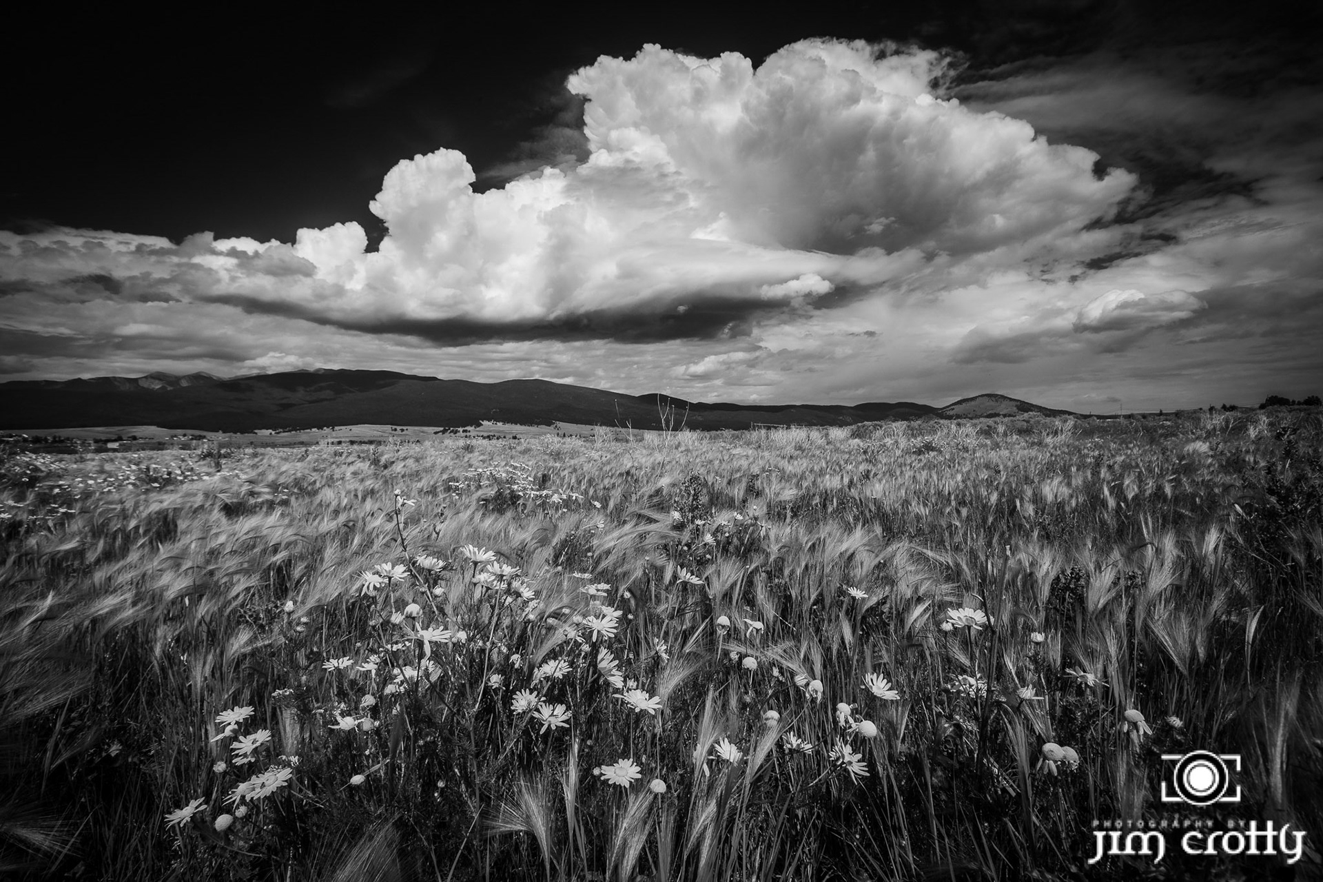 Meadow grass, flowers, and sky at Eagle Nest Lake, New Mexico by Jim Crotty
