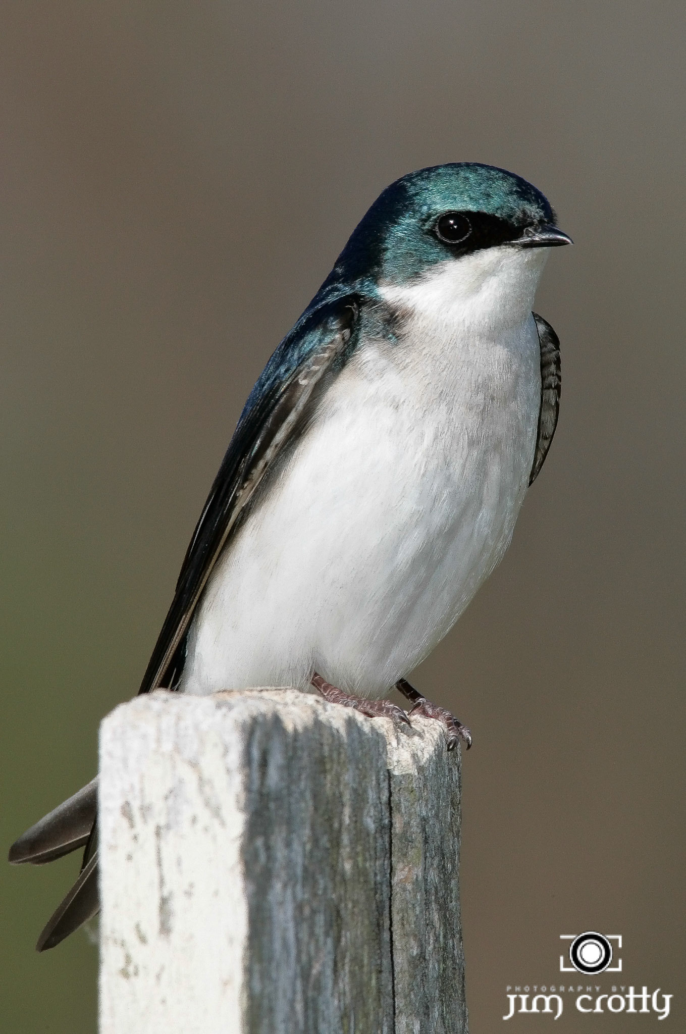 Avian Photography by Jim Crotty