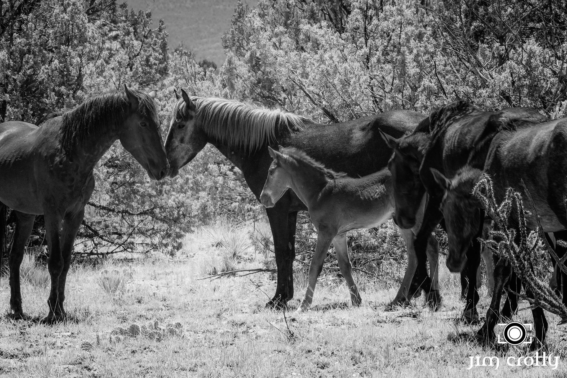 An August day out on the Diamond Tail Ranch near Albuquerque New Mexico with Roch Hart of New Mexico Jeep Tours