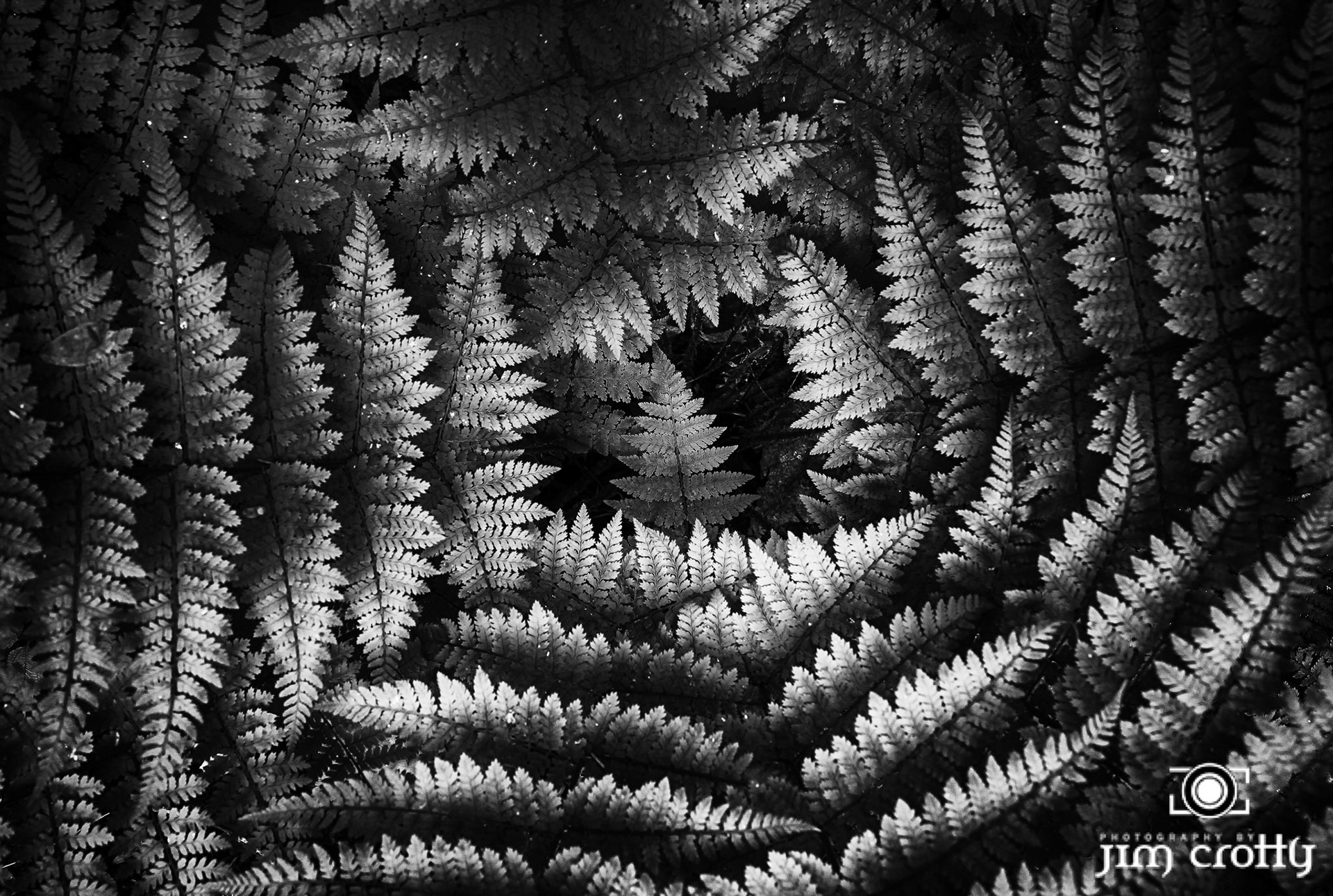 Fine art nature and landscape photography by Jim Crotty of Dayton Ohio area
