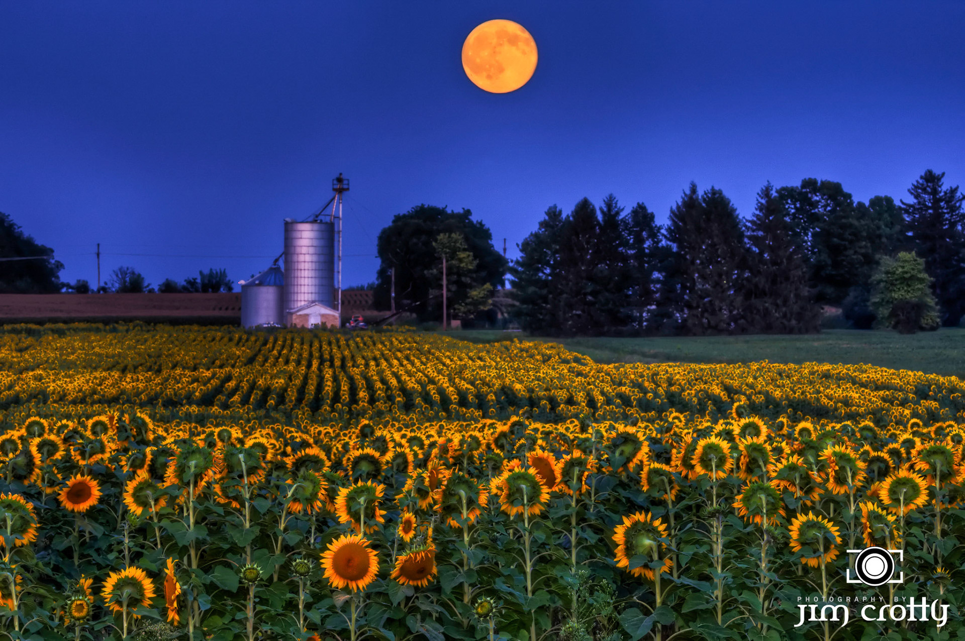 Sunflower Field at Moonrise in Greene County Ohio