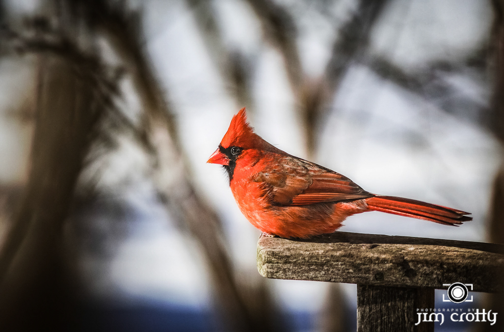 Male Cardinal at the Centerville Ohio home of Photographer Jim Crotty