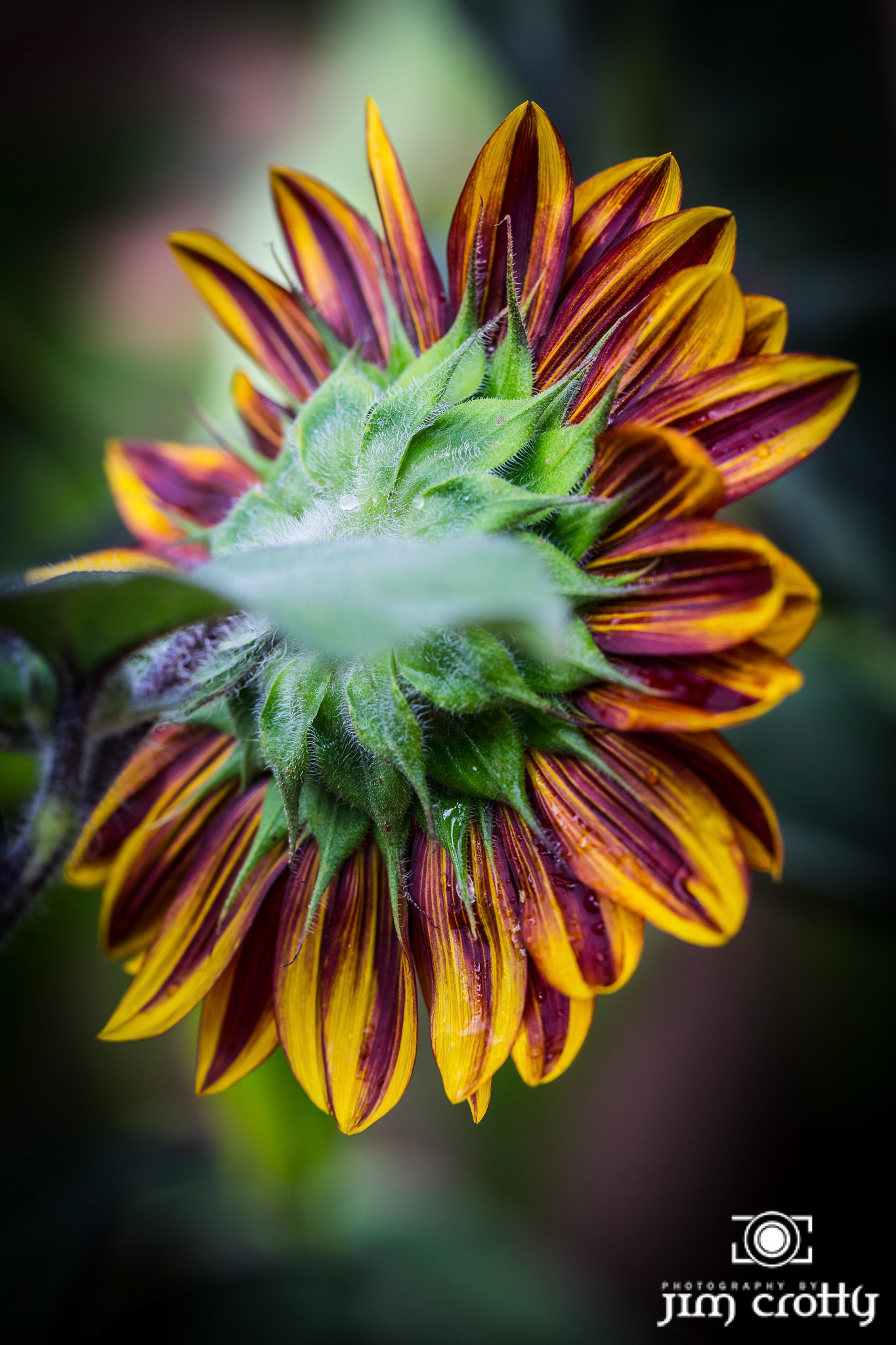 Sunflowers in church garden in Taos, New Mexico