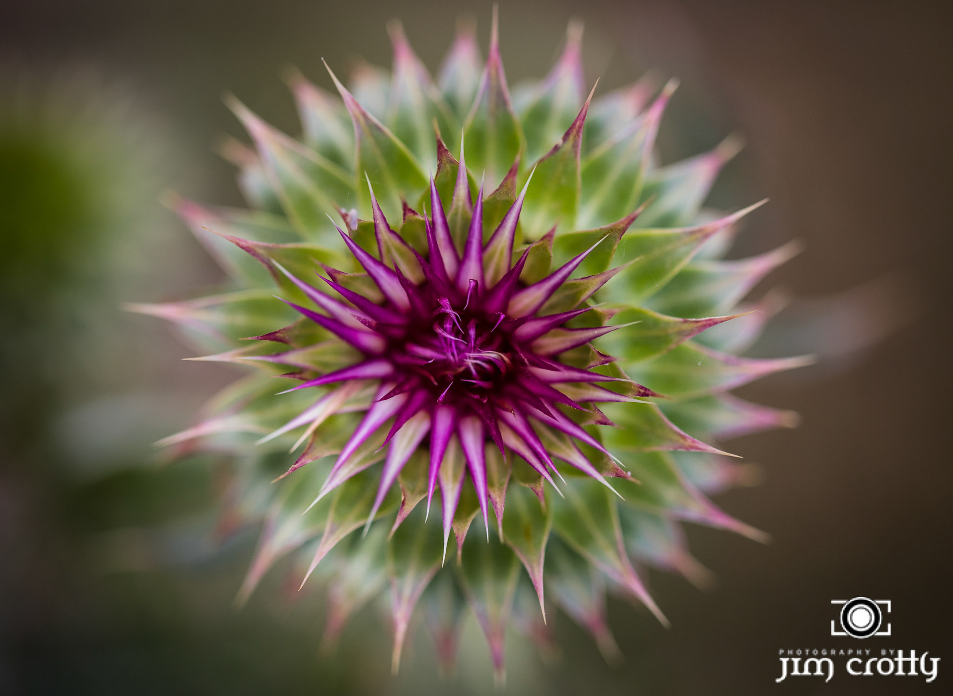 Meadow grass, flowers, and sky at Eagle Nest Lake, New Mexico by Jim Crotty