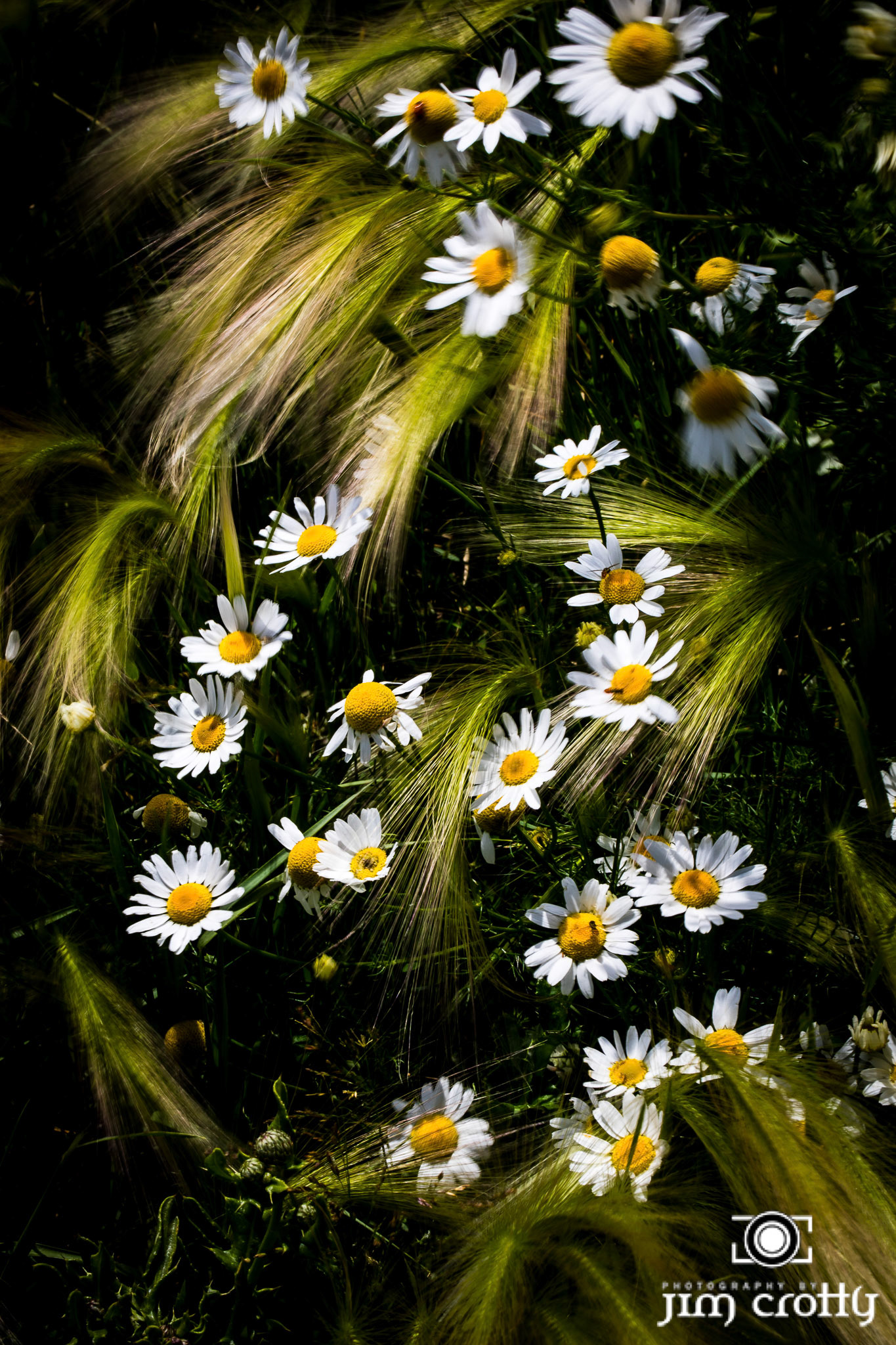 Meadow grass, flowers, and sky at Eagle Nest Lake, New Mexico by Jim Crotty