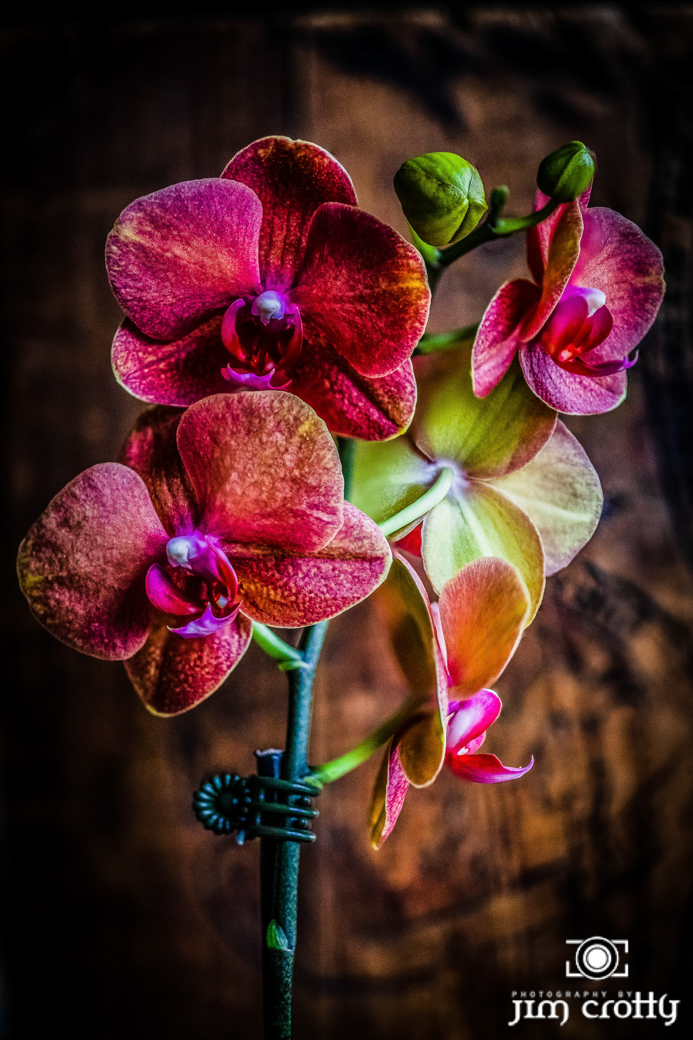 Orchids photography in natural window light in January by Jim Crotty