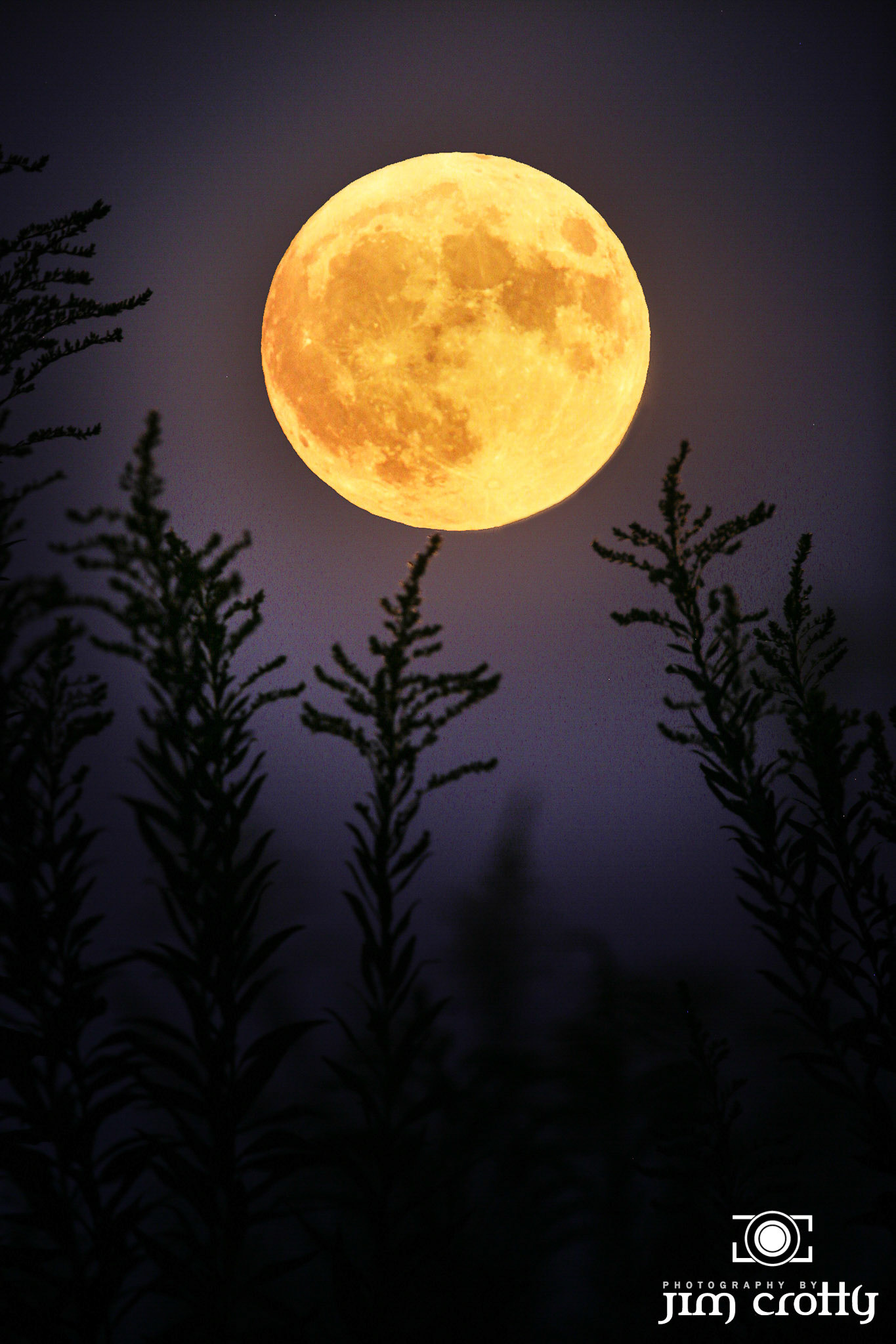 Rising Harvest Moon over field of Goldenrod on the evening of September 13, 2019 from Sugarcreek Preserve in Ohio by Jim Crotty