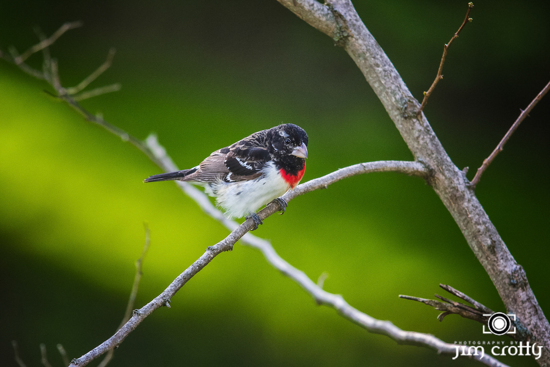 Rose-breasted Grosbeak by Jim Crotty
