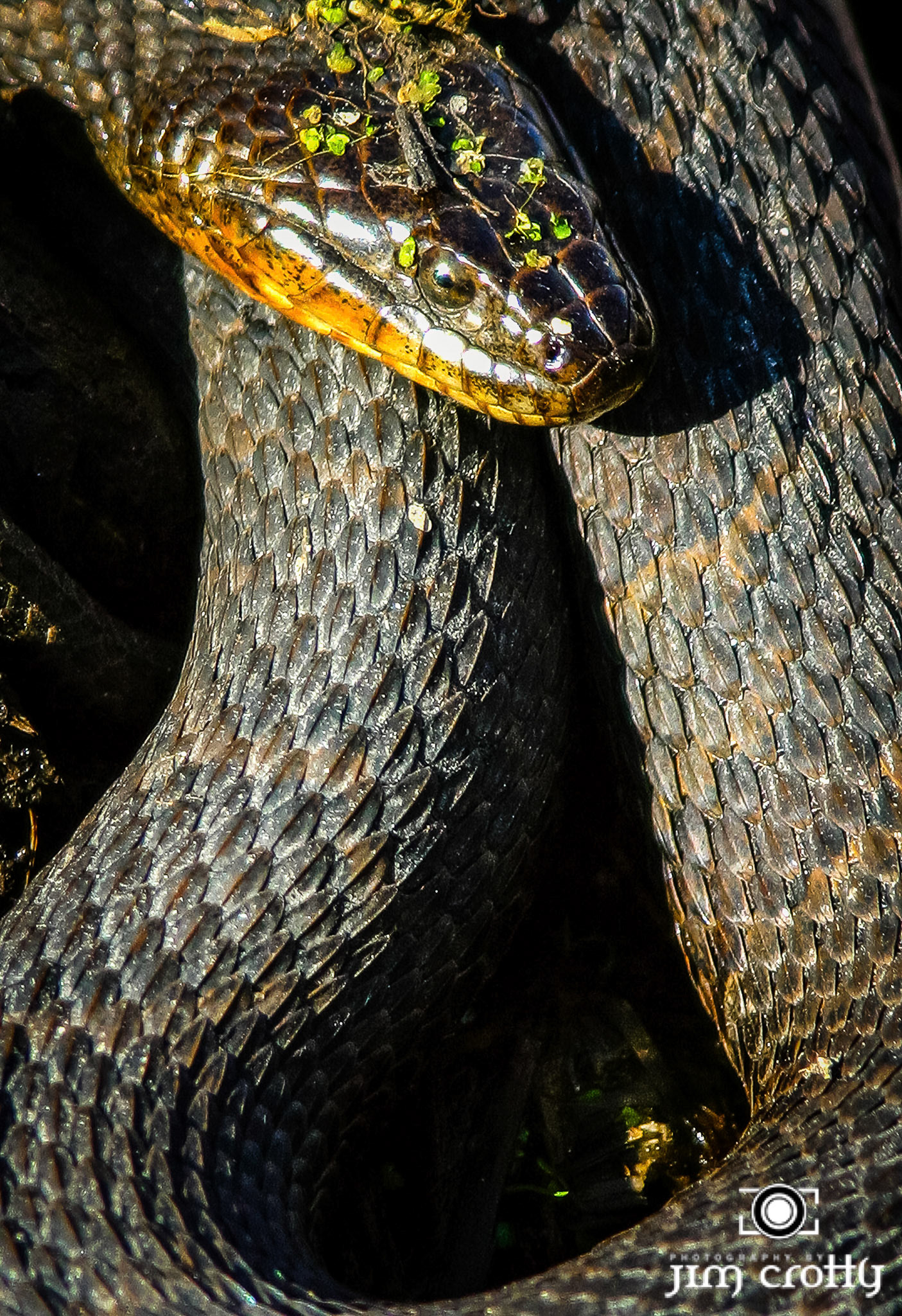 Wildlife Photography by Jim Crotty
