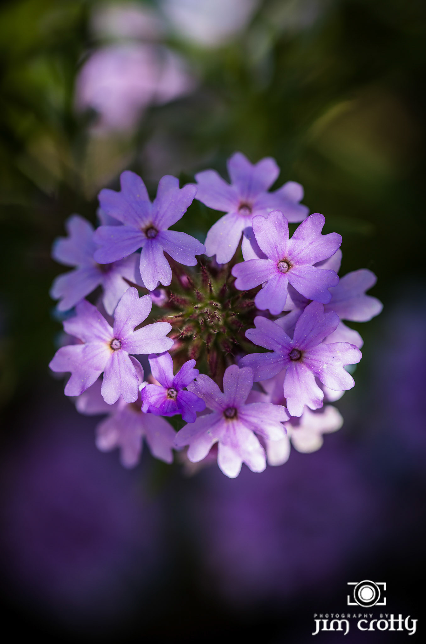 Nature and landscape photography by Santa Fe New Mexico Photographer Jim Crotty