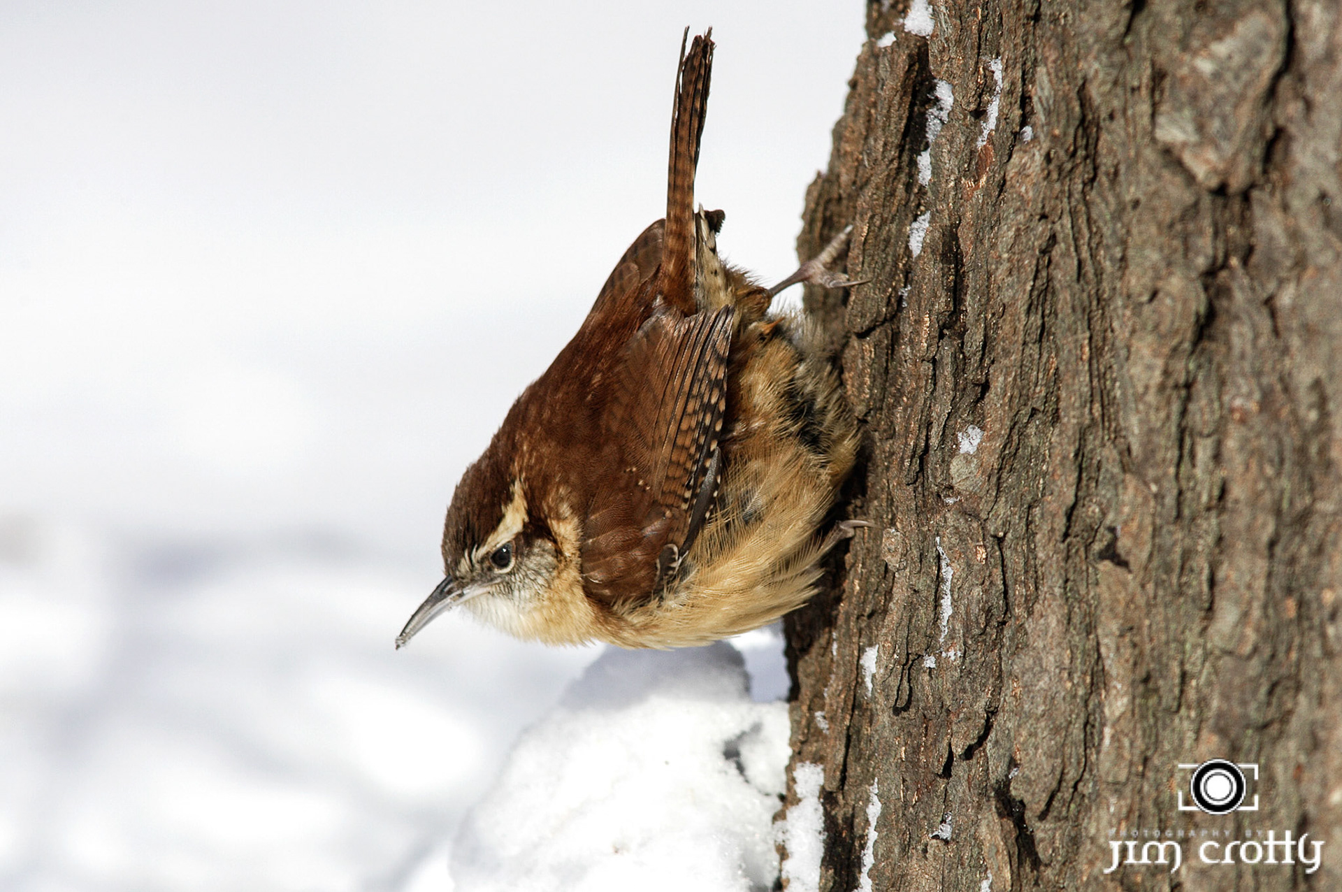 Avian Photography by Jim Crotty