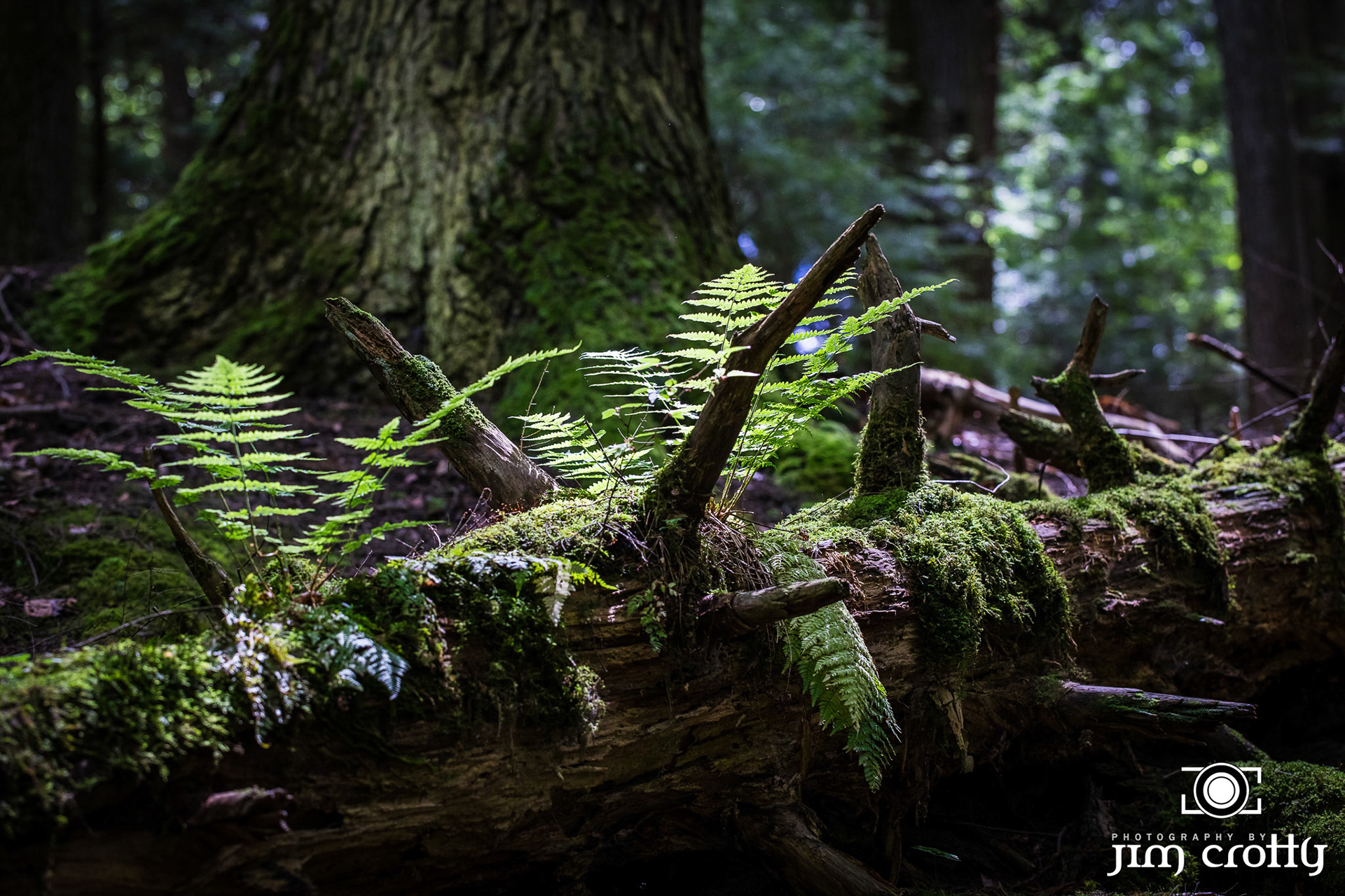 Nature, landscape, and Northern Light Images Captured in Hocking Hills, Ohio by Jim Crotty
