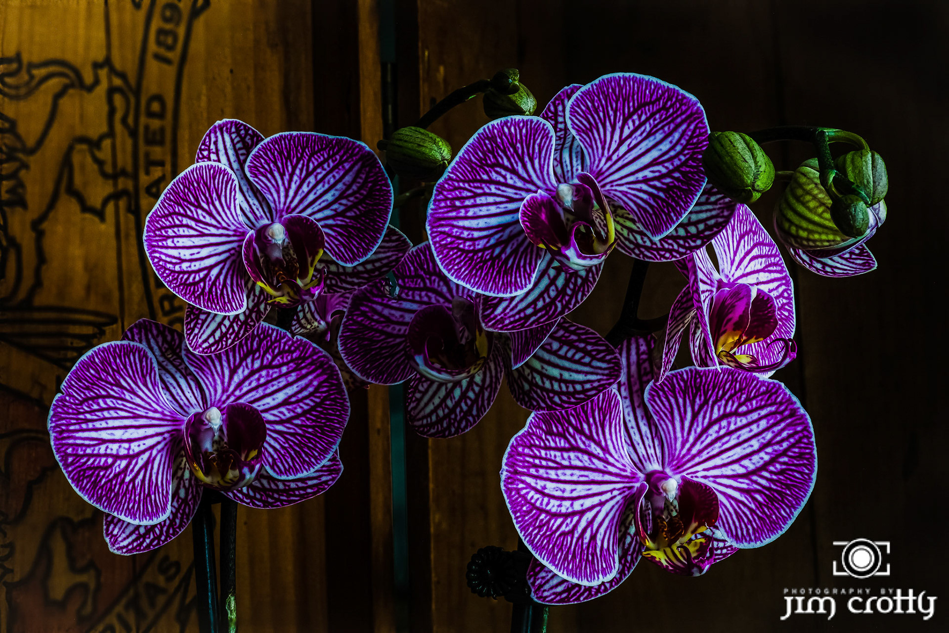 Winter window light on Orchids by Jim Crotty