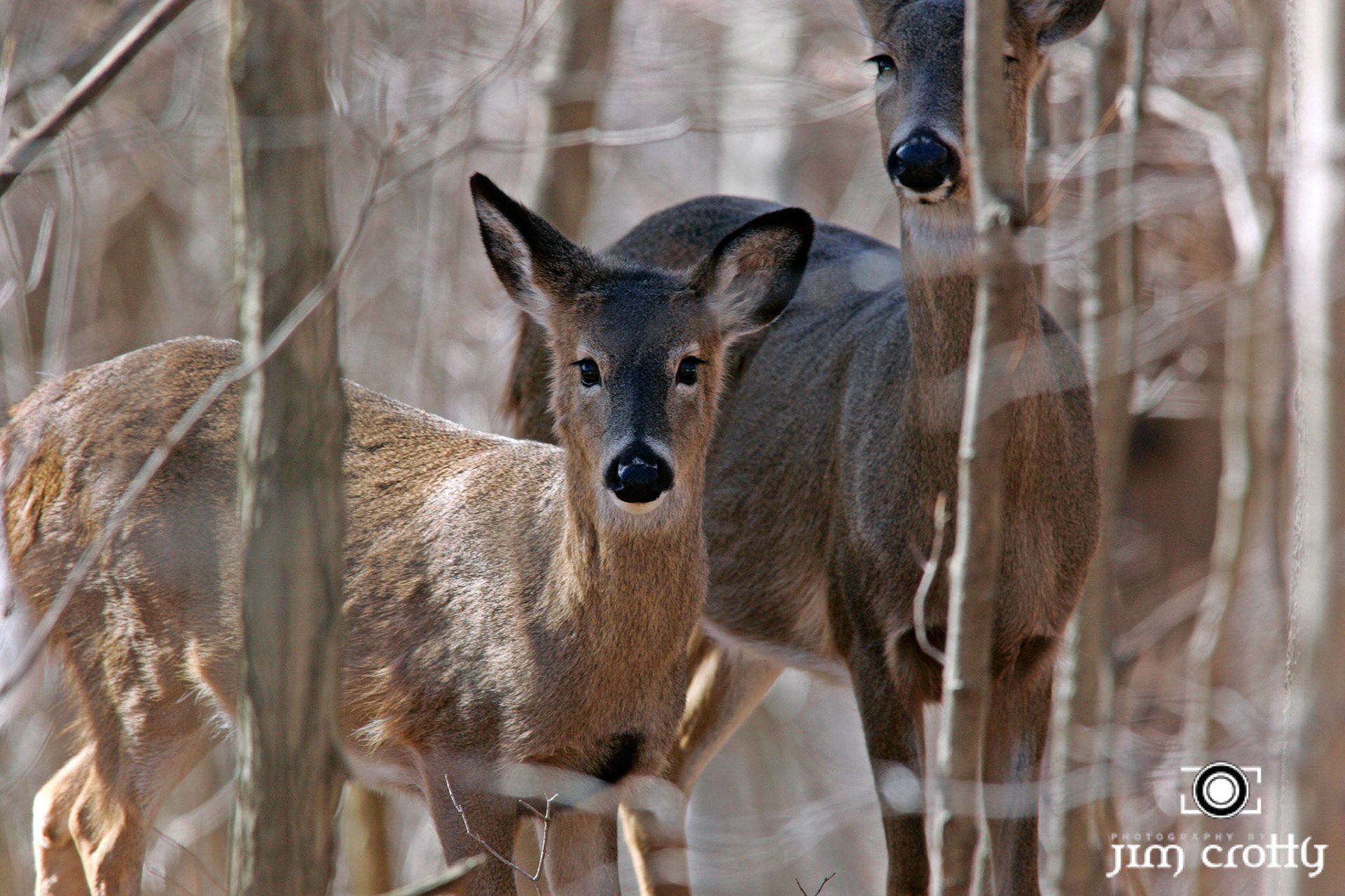 Wildlife Photography by Jim Crotty