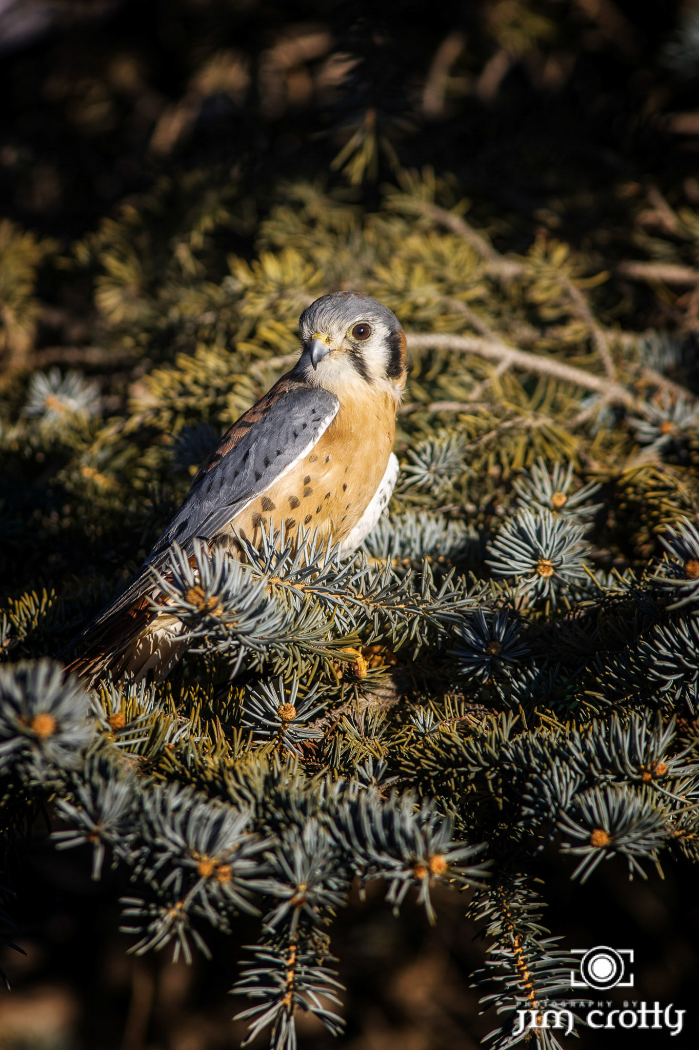 American Kestrel raptor photographed by Jim Crotty