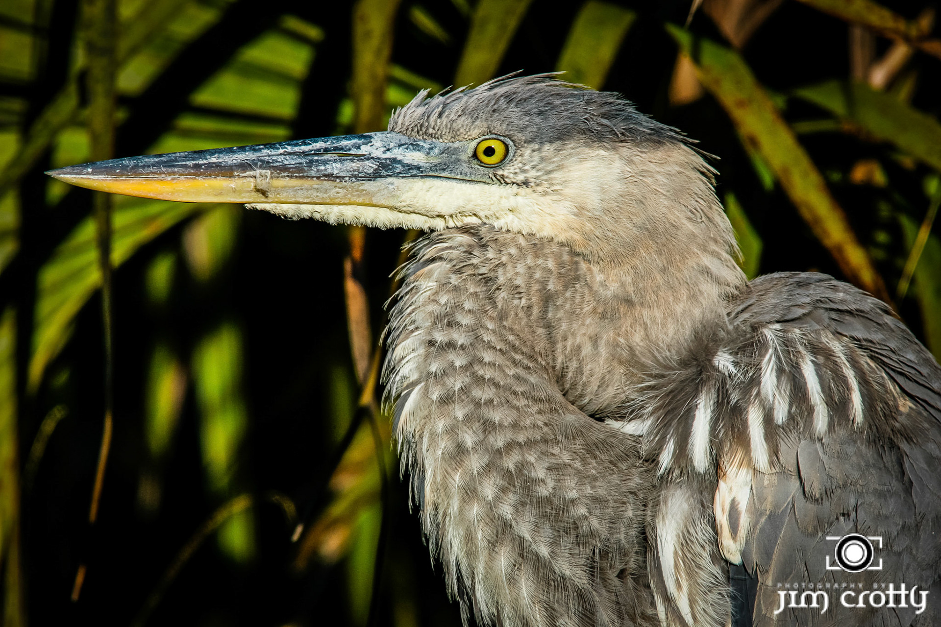 Avian Photography by Jim Crotty