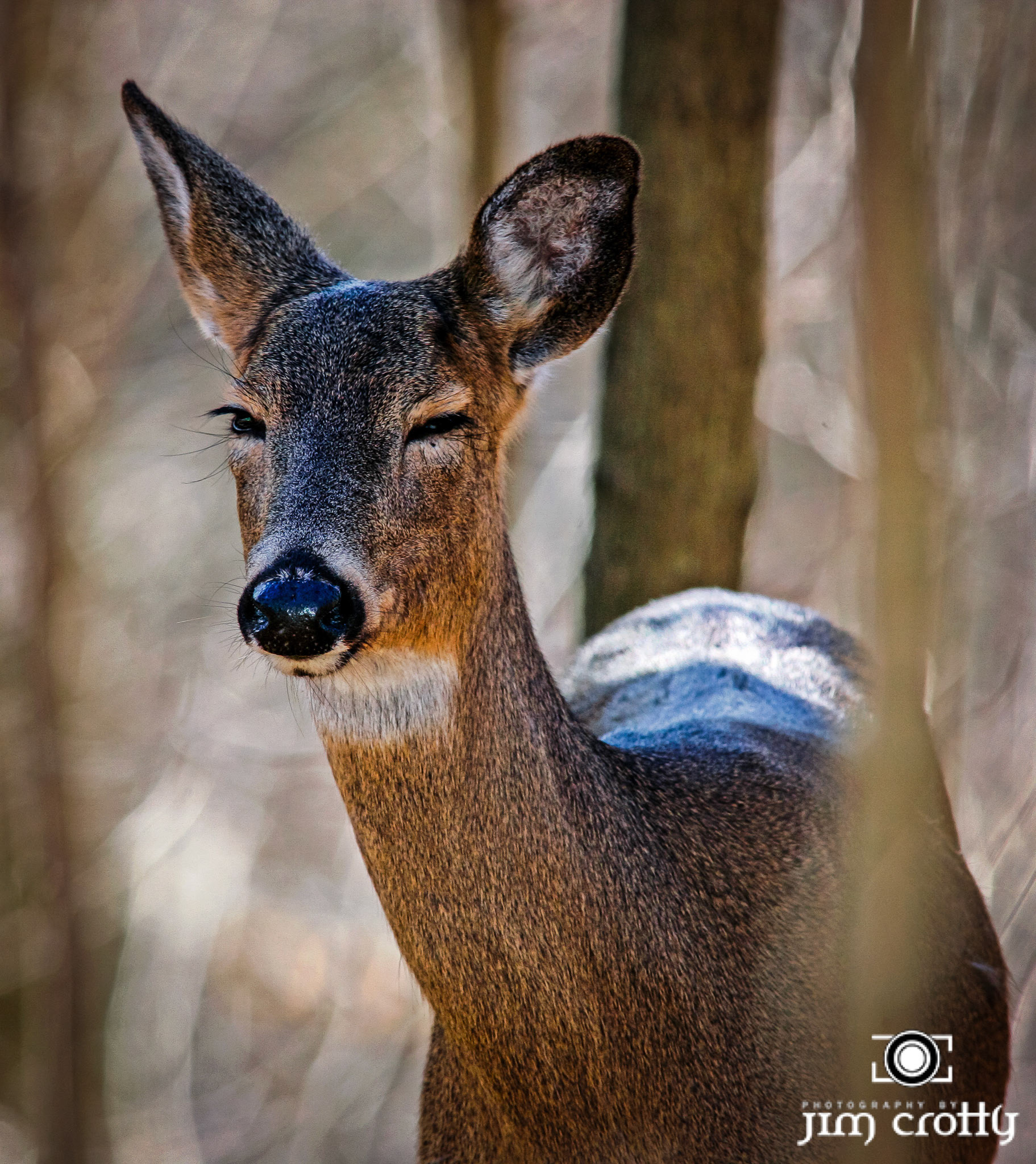 Wildlife Photography by Jim Crotty