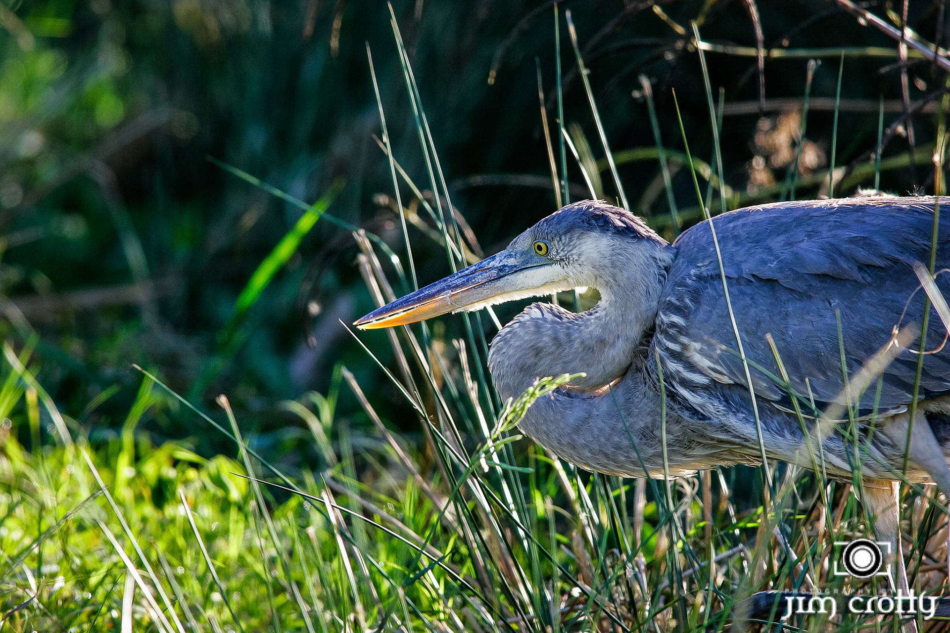 Avian Photography by Jim Crotty