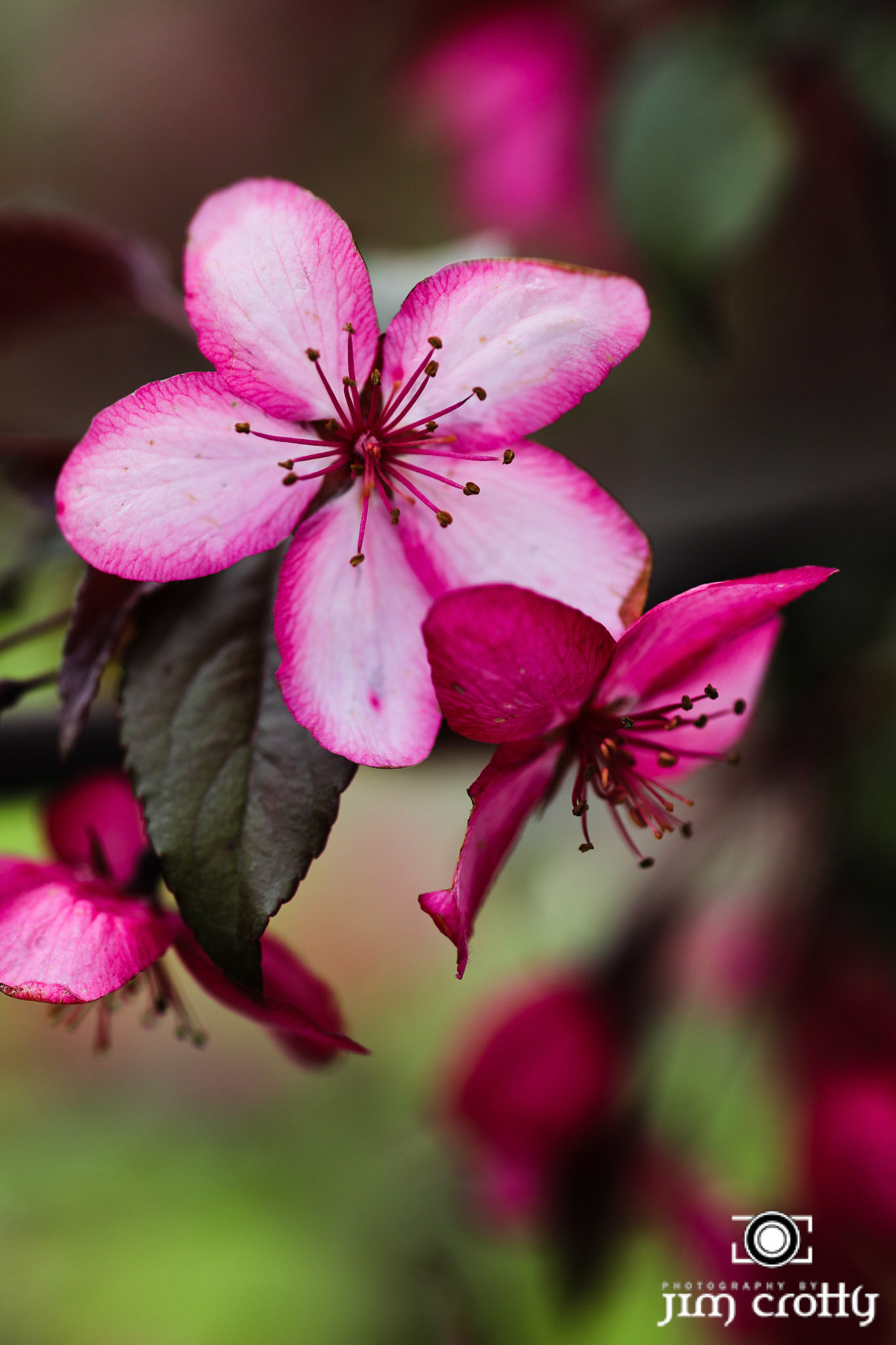 Crabapple blossom at Cox Arboretum MetroPark near Dayton Ohio