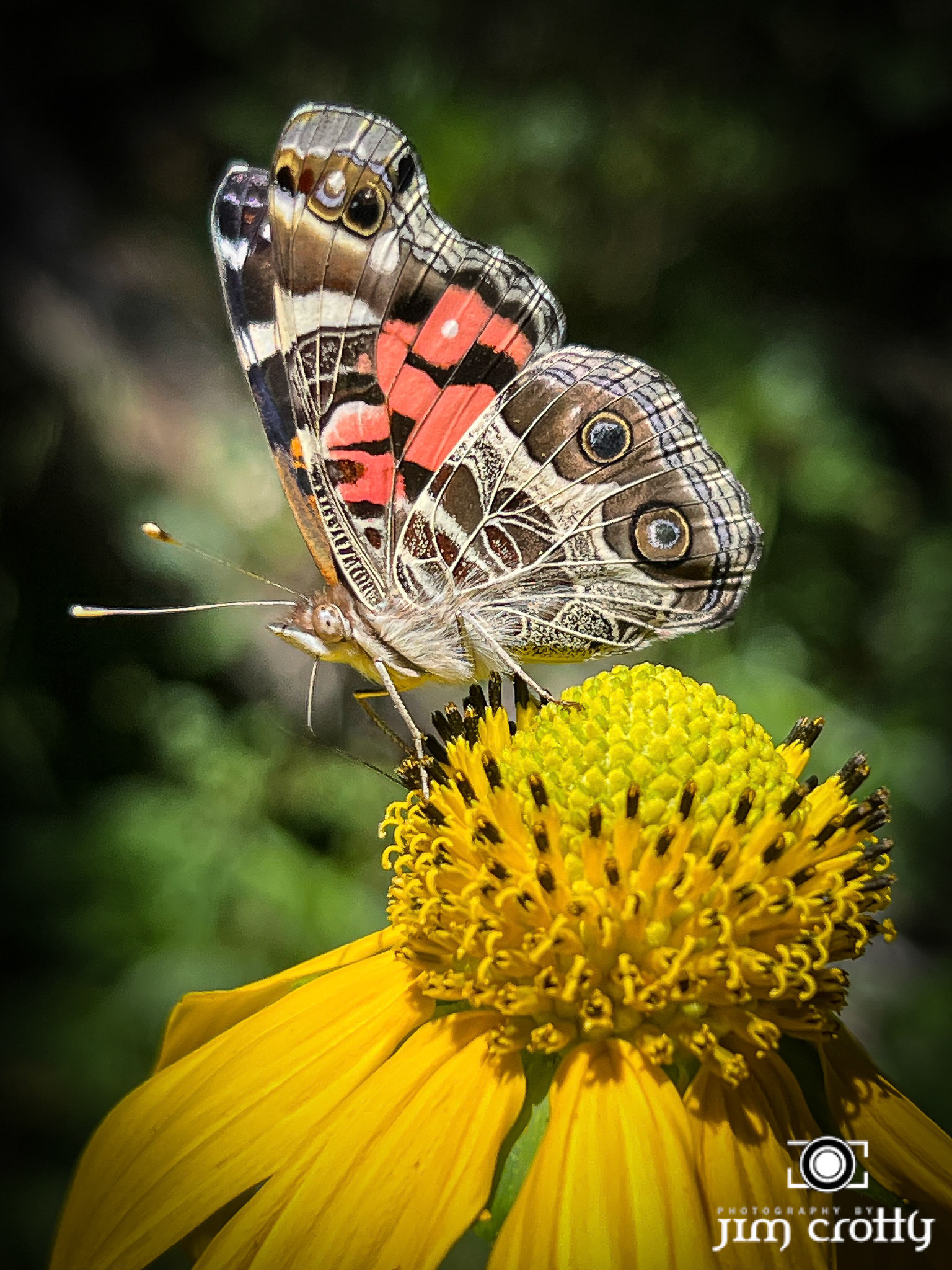 American Lady Butterfly on Cutleaf Coneflower
