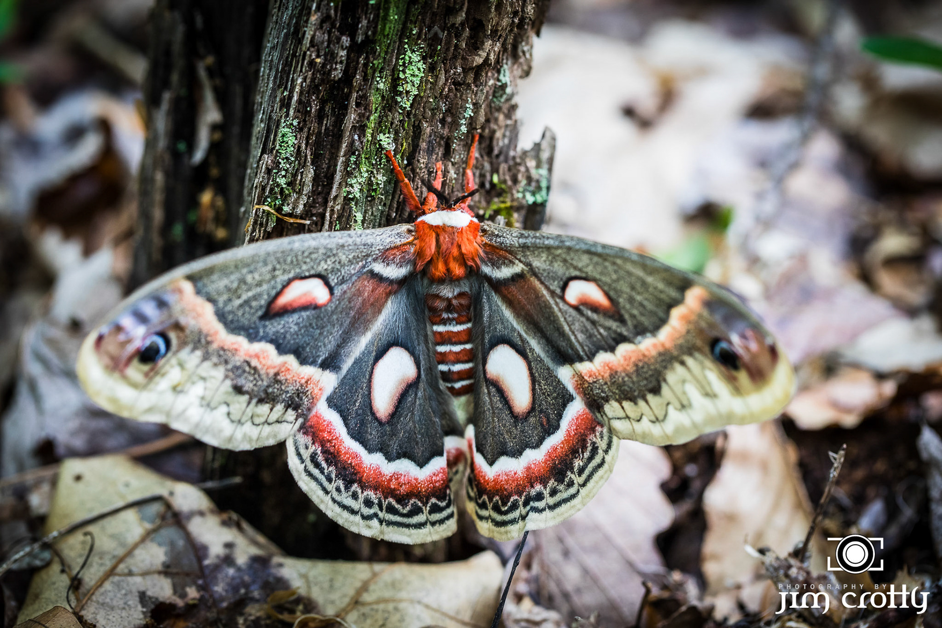Nature, landscape, and Northern Light Images Captured in Hocking Hills, Ohio by Jim Crotty